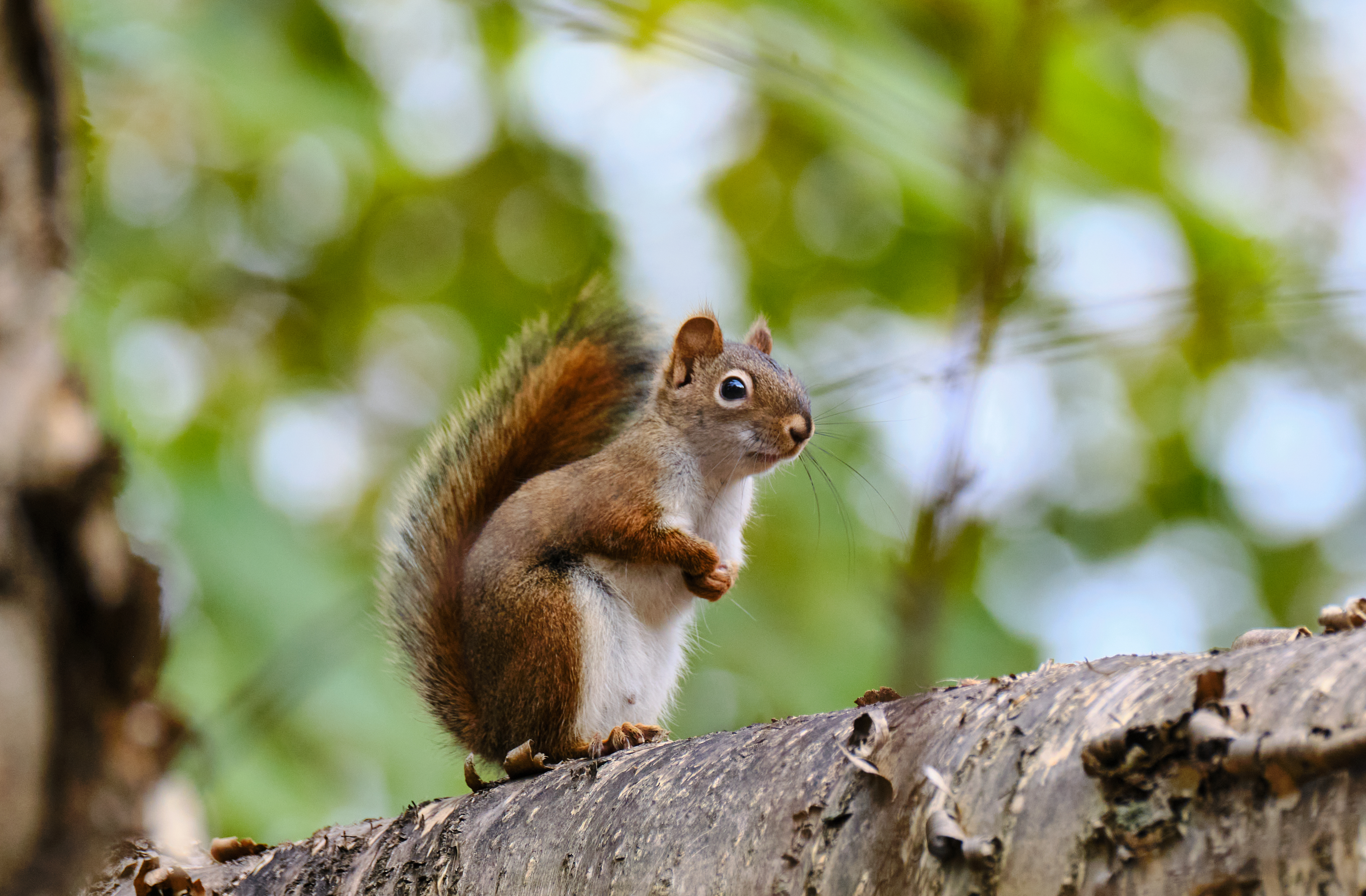 Laden Sie das Sicht, Wildlife, Wilde Natur, Tier, Meinung, Eichhörnchen, Tiere-Bild kostenlos auf Ihren PC-Desktop herunter