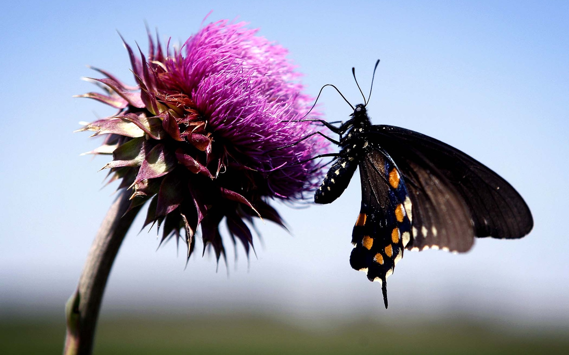 Descarga gratuita de fondo de pantalla para móvil de Animales, Mariposa.