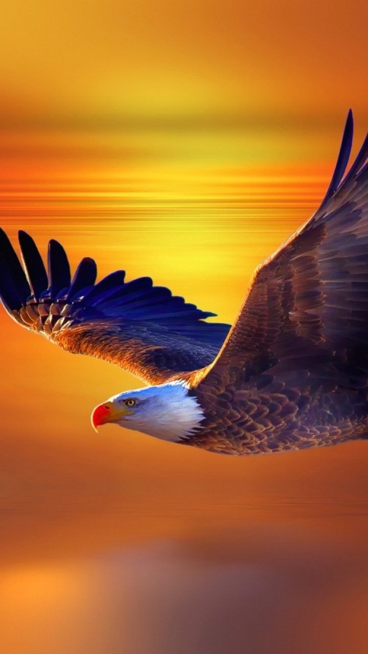 Download mobile wallpaper Birds, Sunset, Flight, Animal, Eagle, Bald Eagle for free.