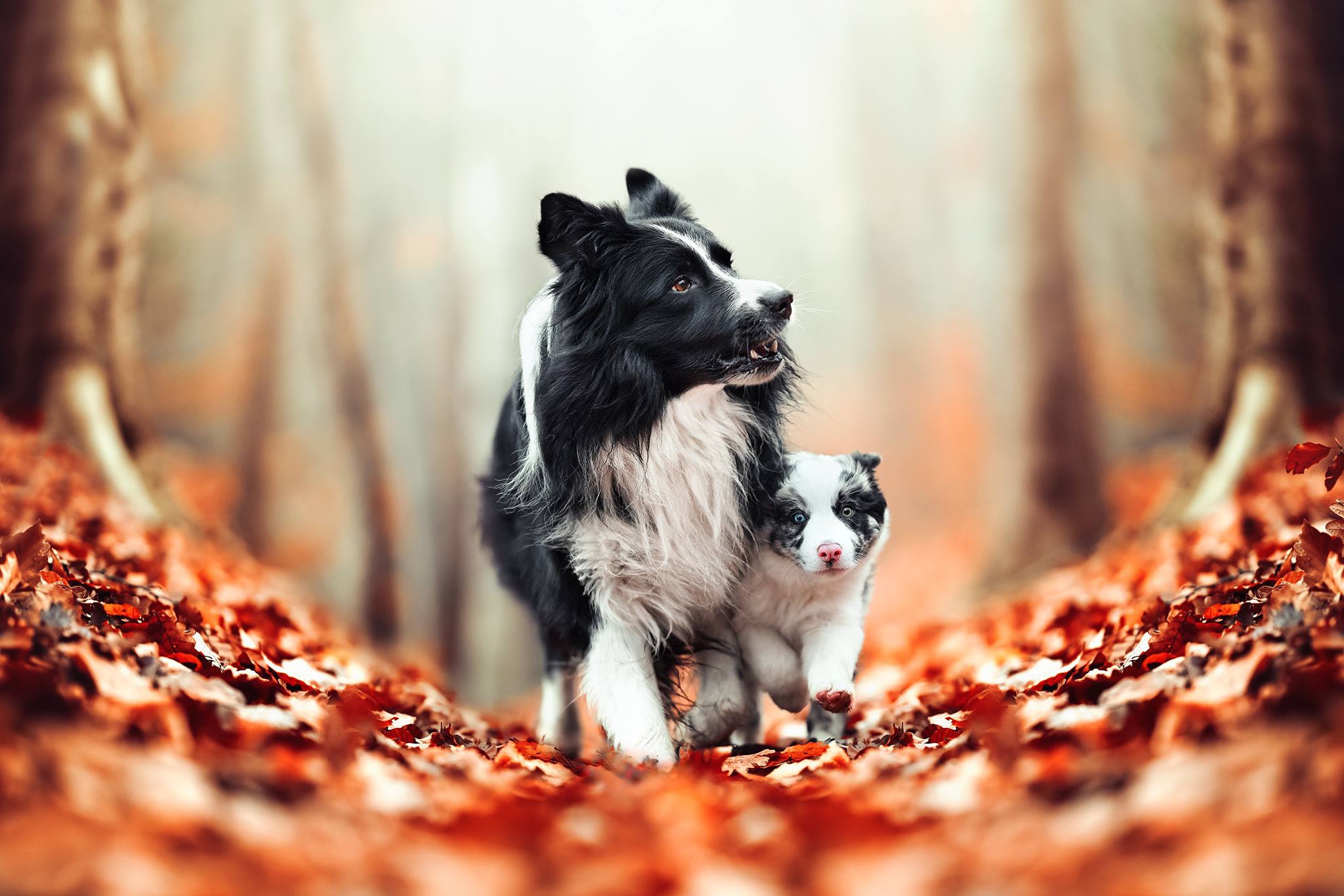 Free download wallpaper Dogs, Dog, Leaf, Fall, Animal, Puppy, Border Collie, Baby Animal, Depth Of Field on your PC desktop