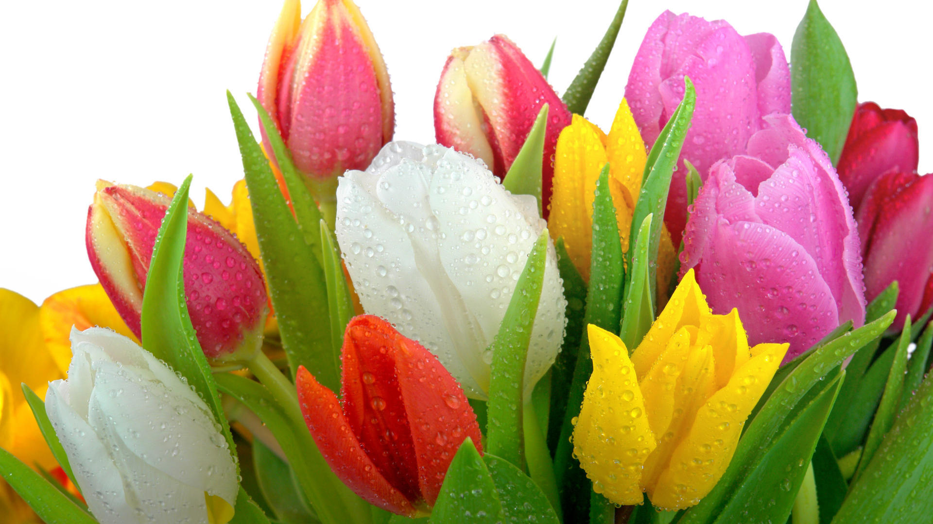 31046 descargar fondo de pantalla plantas, flores, tulipanes: protectores de pantalla e imágenes gratis