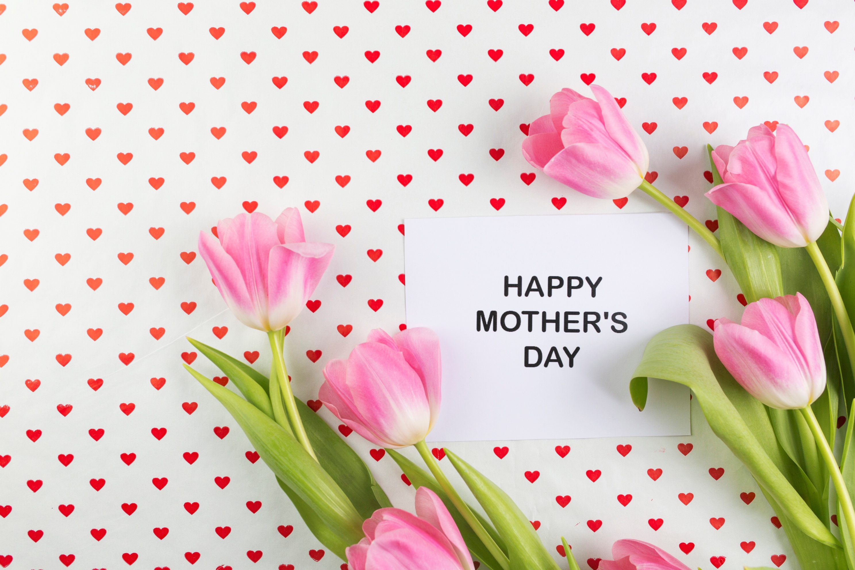 Скачать обои бесплатно Цветок, Тюльпан, Праздничные, Розовый Цветок, День Матери картинка на рабочий стол ПК