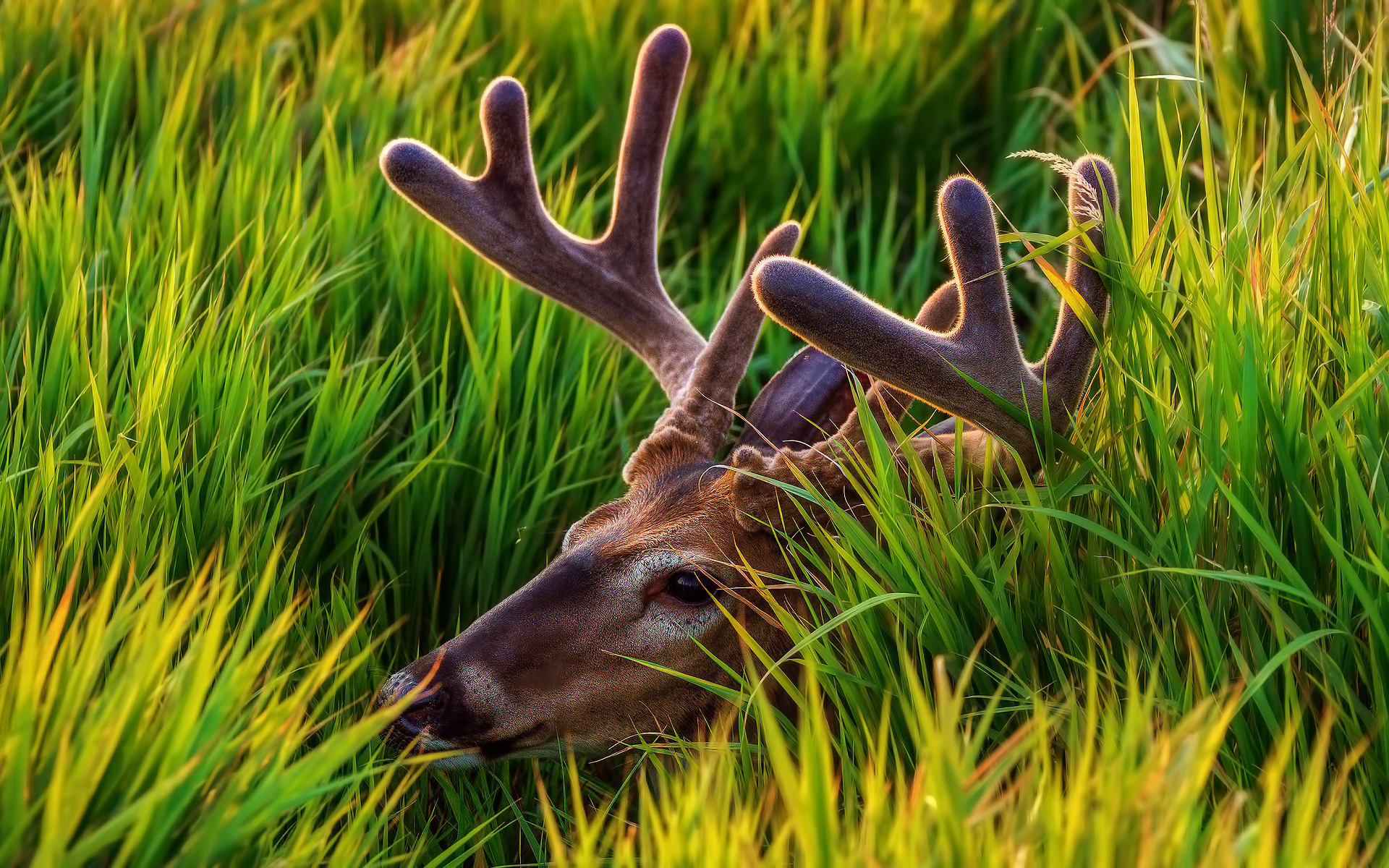 Laden Sie das Wild, Tiere-Bild kostenlos auf Ihren PC-Desktop herunter
