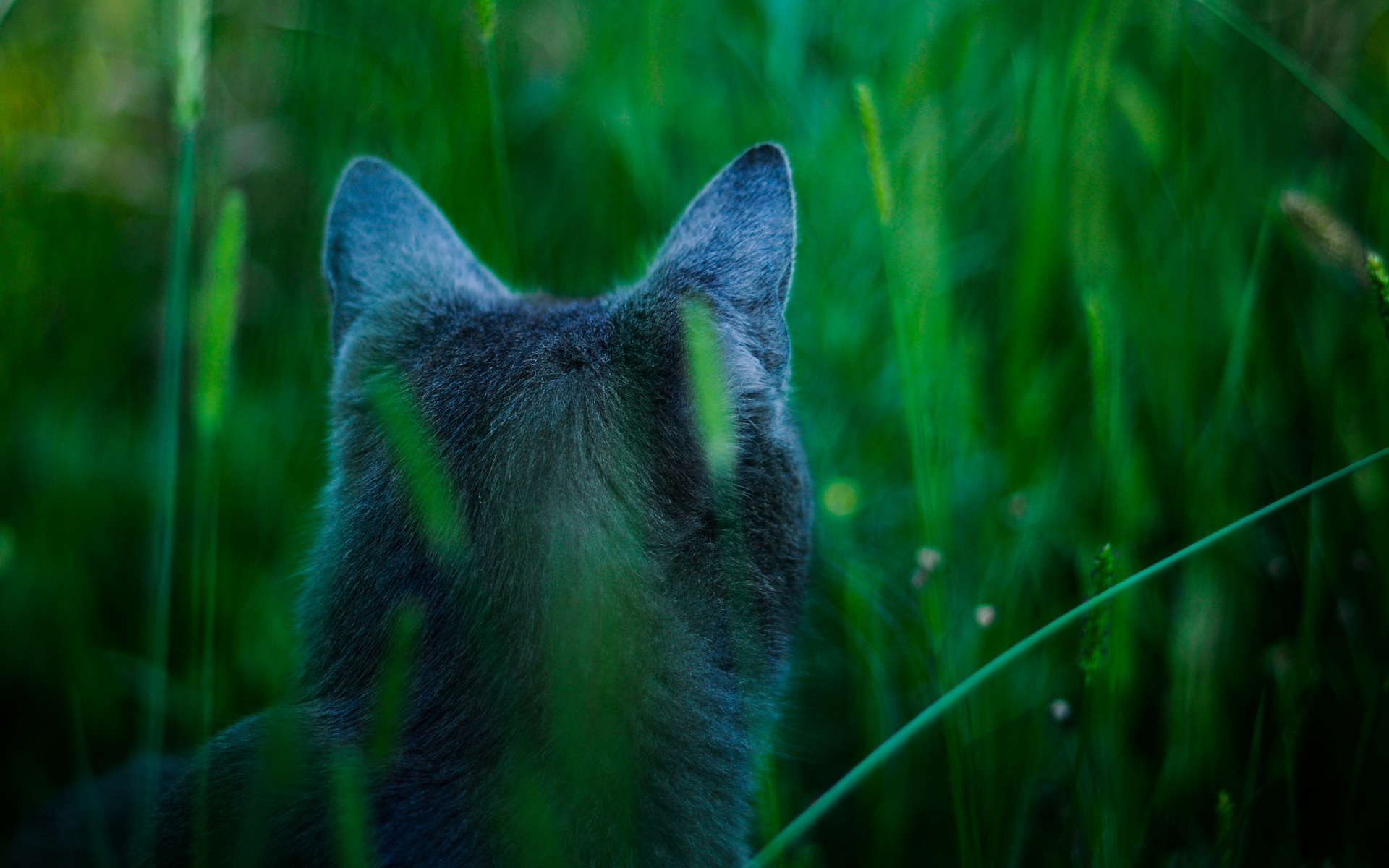 Baixe gratuitamente a imagem Animais, Gatos, Gato na área de trabalho do seu PC