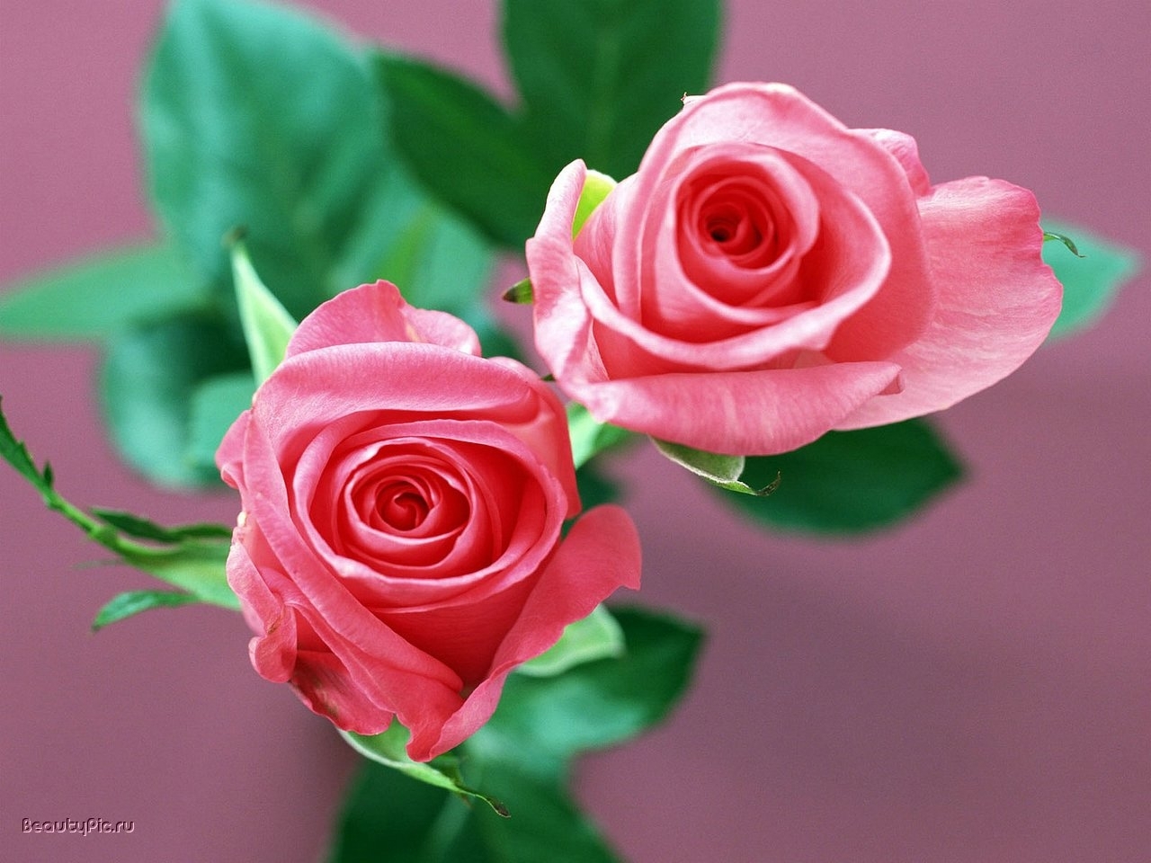 Baixar papel de parede para celular de Flores, Rosas, Plantas gratuito.