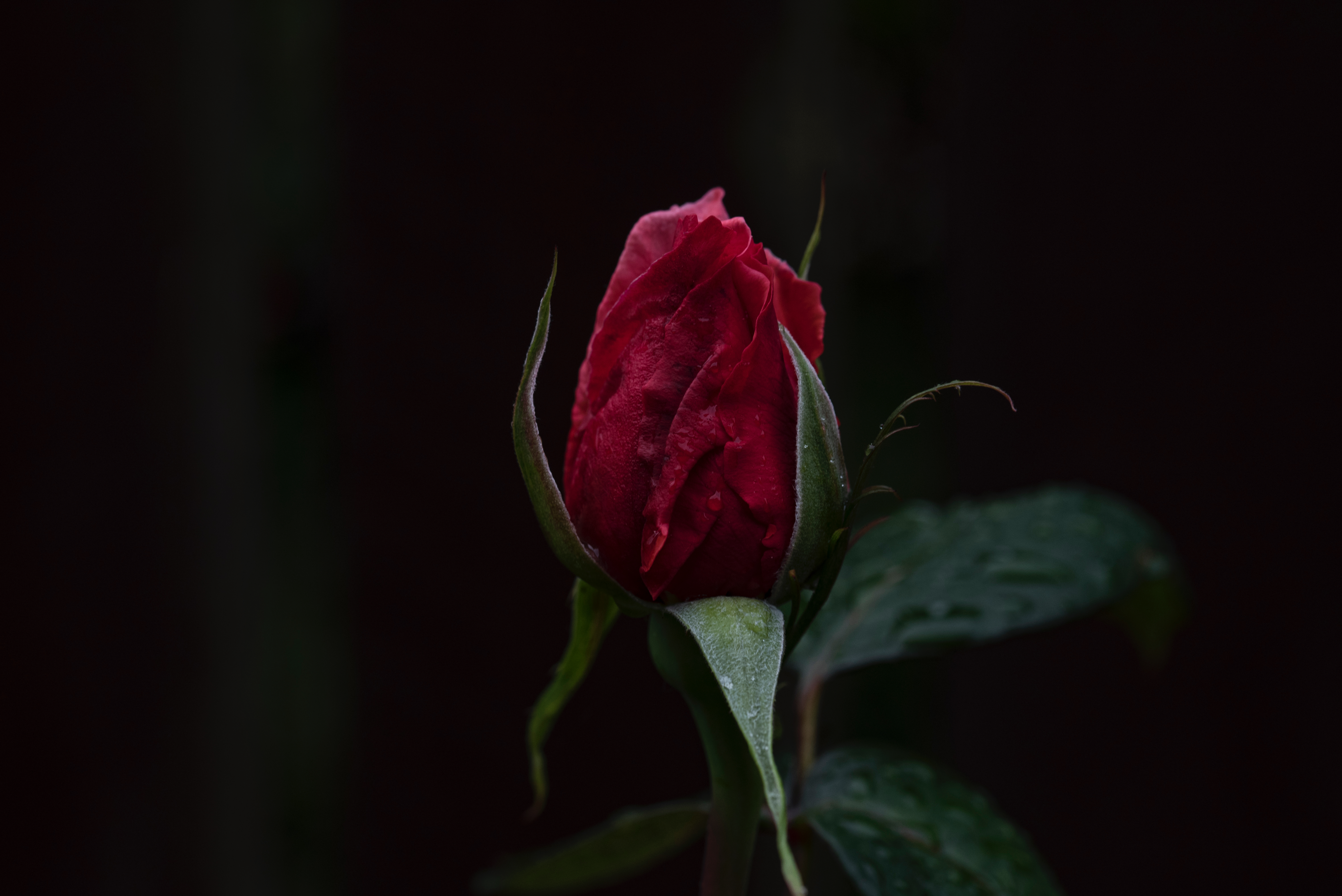 PCデスクトップにバラの花, 薔薇, つぼみ, 蕾, フラワーズ, 暗い背景画像を無料でダウンロード