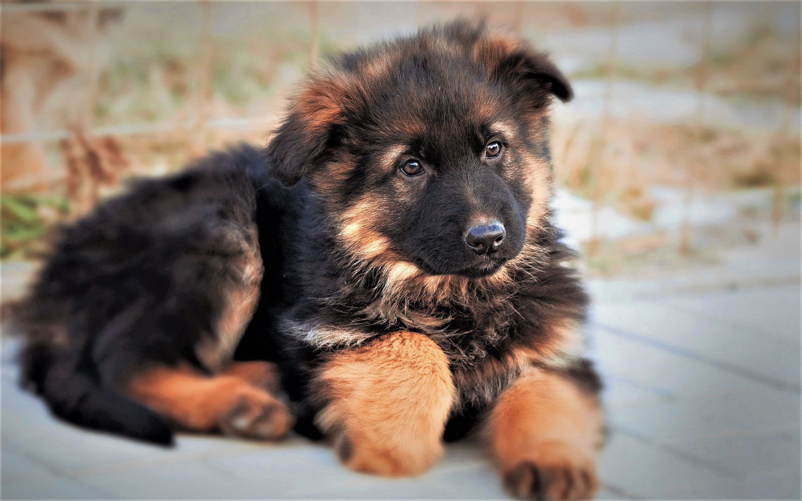 Free download wallpaper Dogs, Dog, Animal, Puppy, Cute, German Shepherd, Baby Animal on your PC desktop