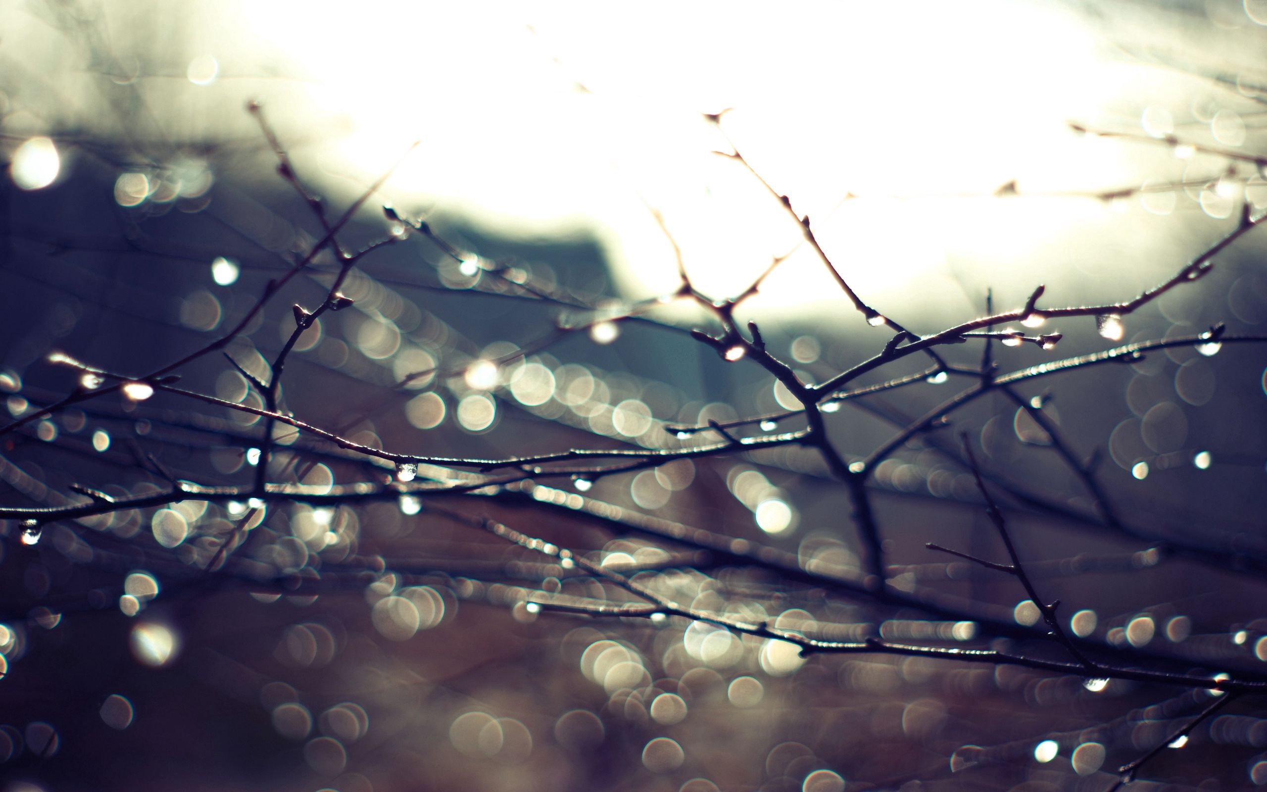Free download wallpaper Sky, Macro, Branches, Drops, Plant on your PC desktop