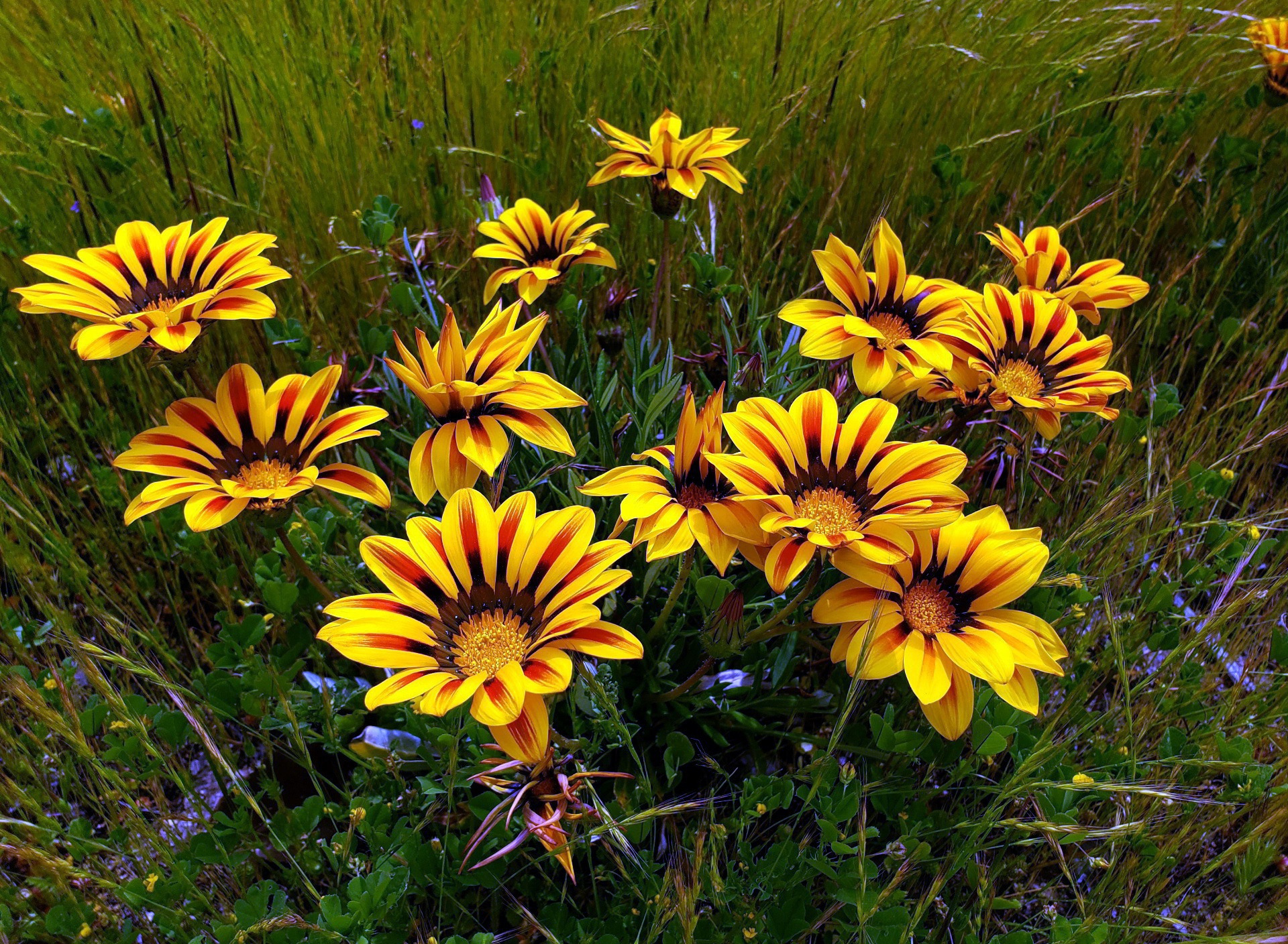 484114 descargar fondo de pantalla tierra/naturaleza, gazania, flor, flor amarilla, flores: protectores de pantalla e imágenes gratis