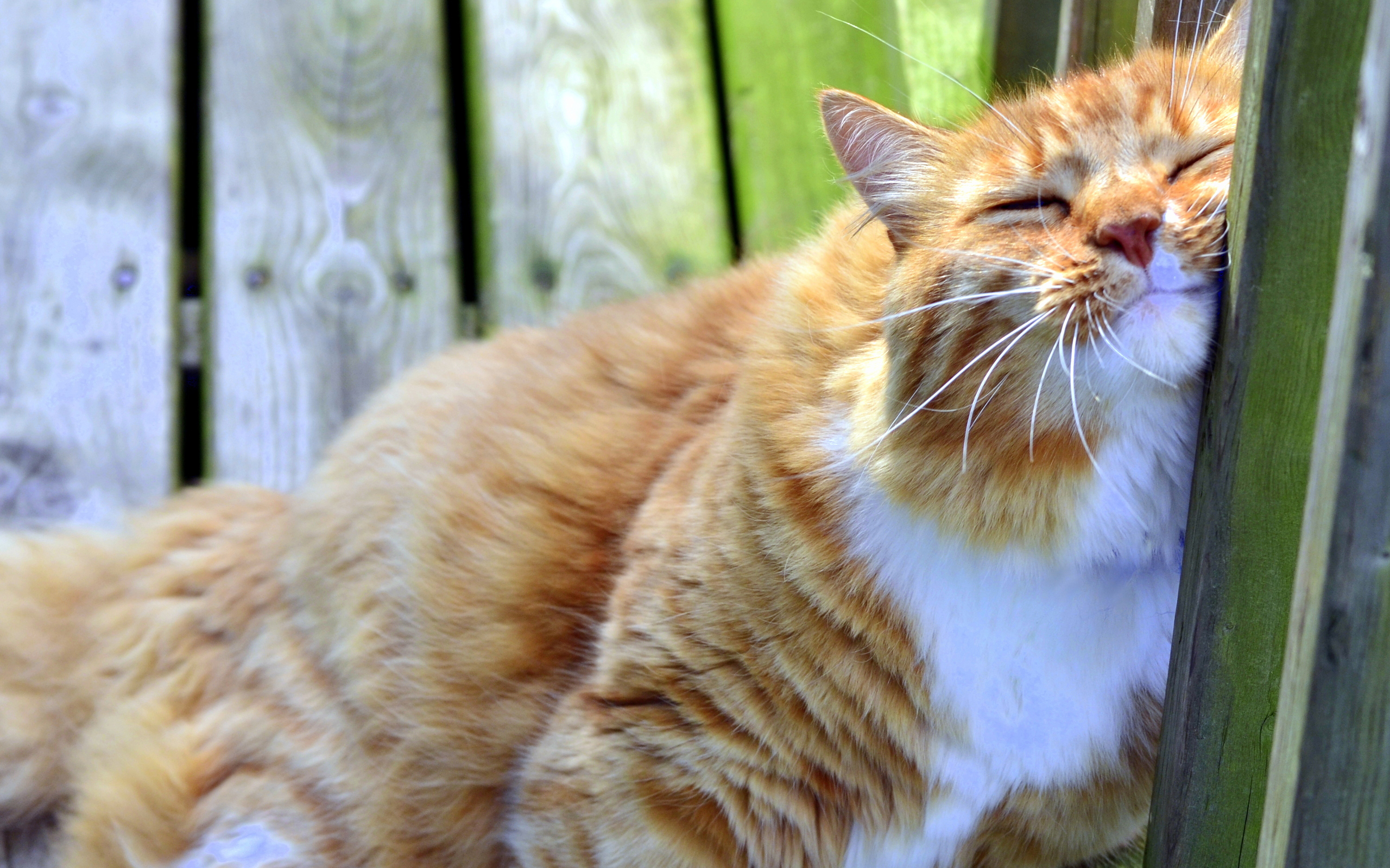 Baixe gratuitamente a imagem Animais, Gatos, Gato na área de trabalho do seu PC