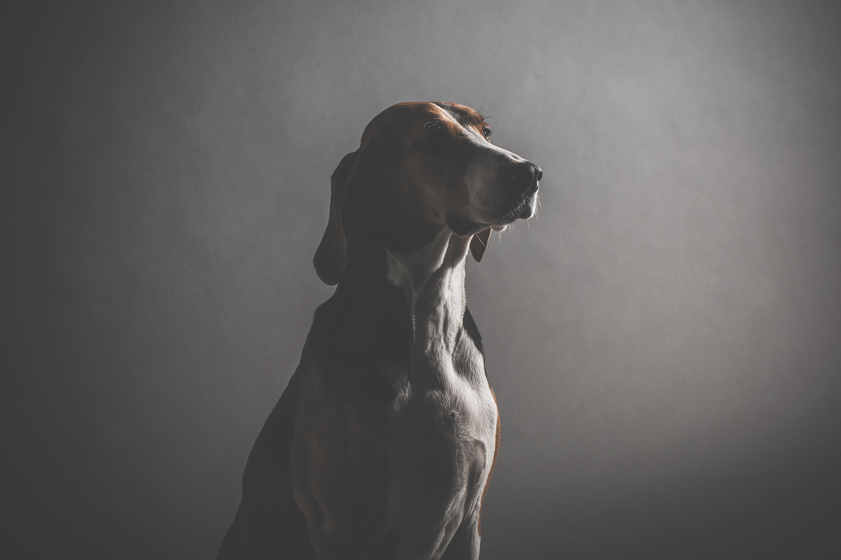 Handy-Wallpaper Hund, Schnauze, Dunkel kostenlos herunterladen.
