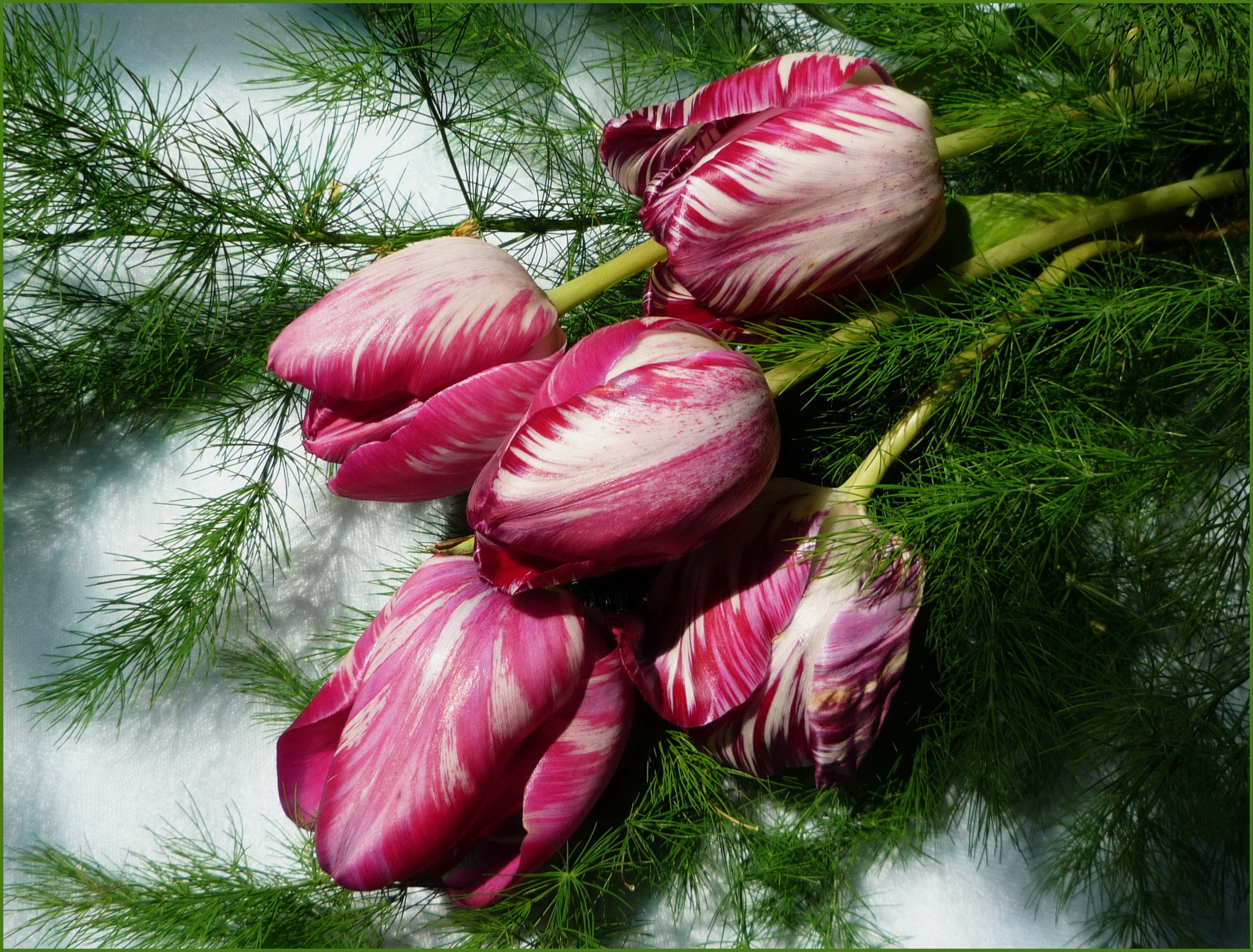 Free download wallpaper Tulip, Flowers, Flower, Earth on your PC desktop