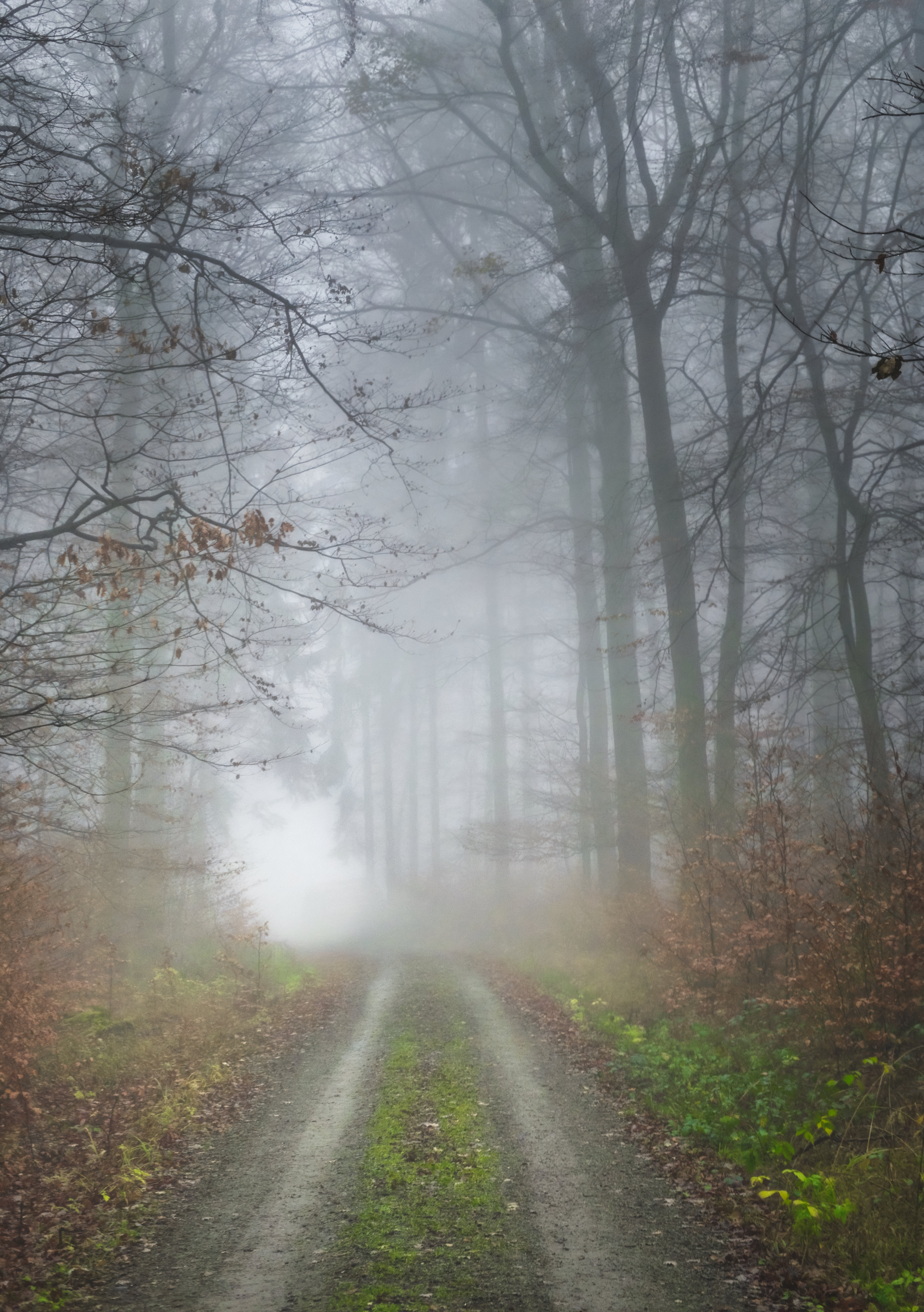 Download mobile wallpaper Fog, Road, Nature, Trees, Forest for free.