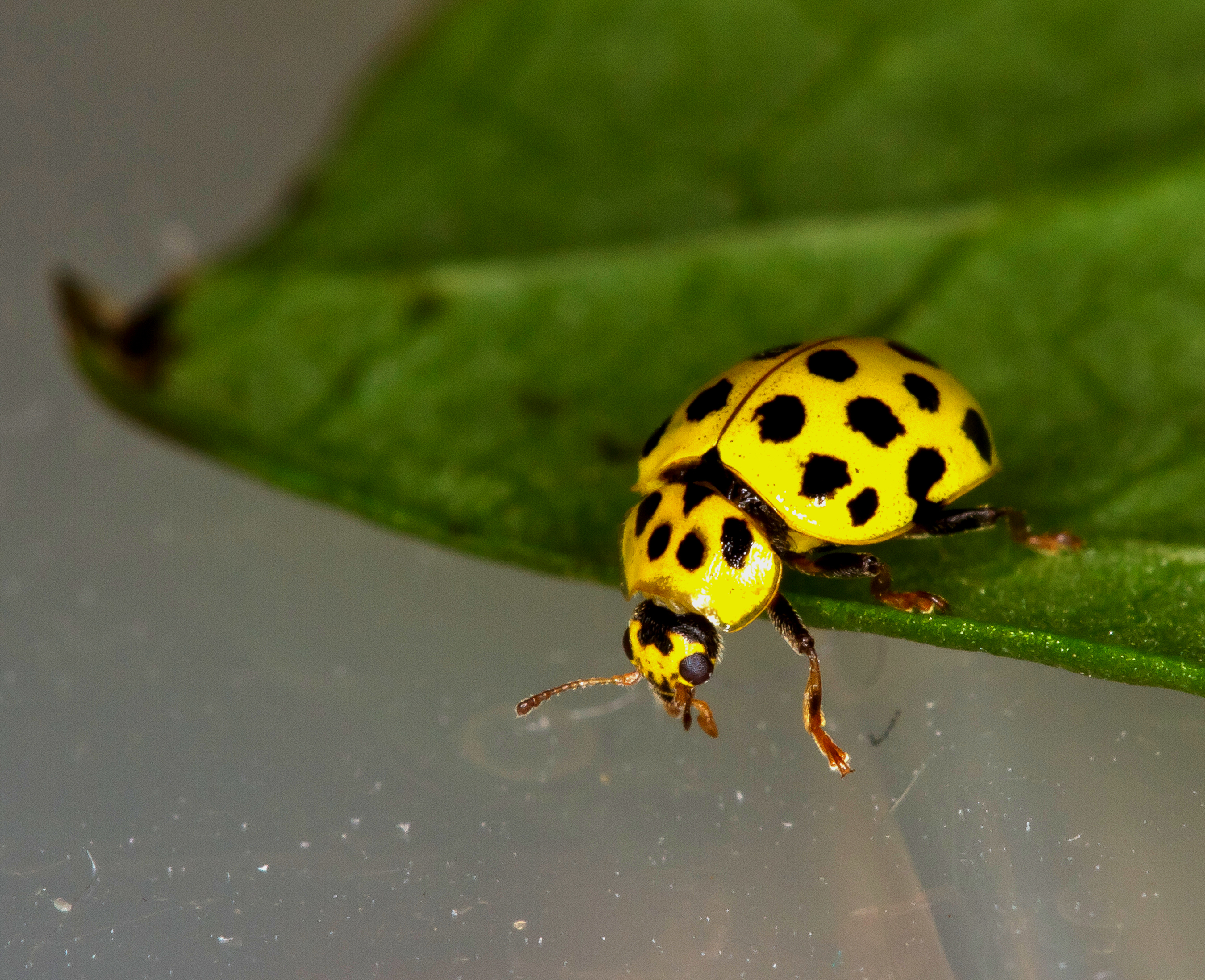 Téléchargez des papiers peints mobile Animaux, Insecte gratuitement.