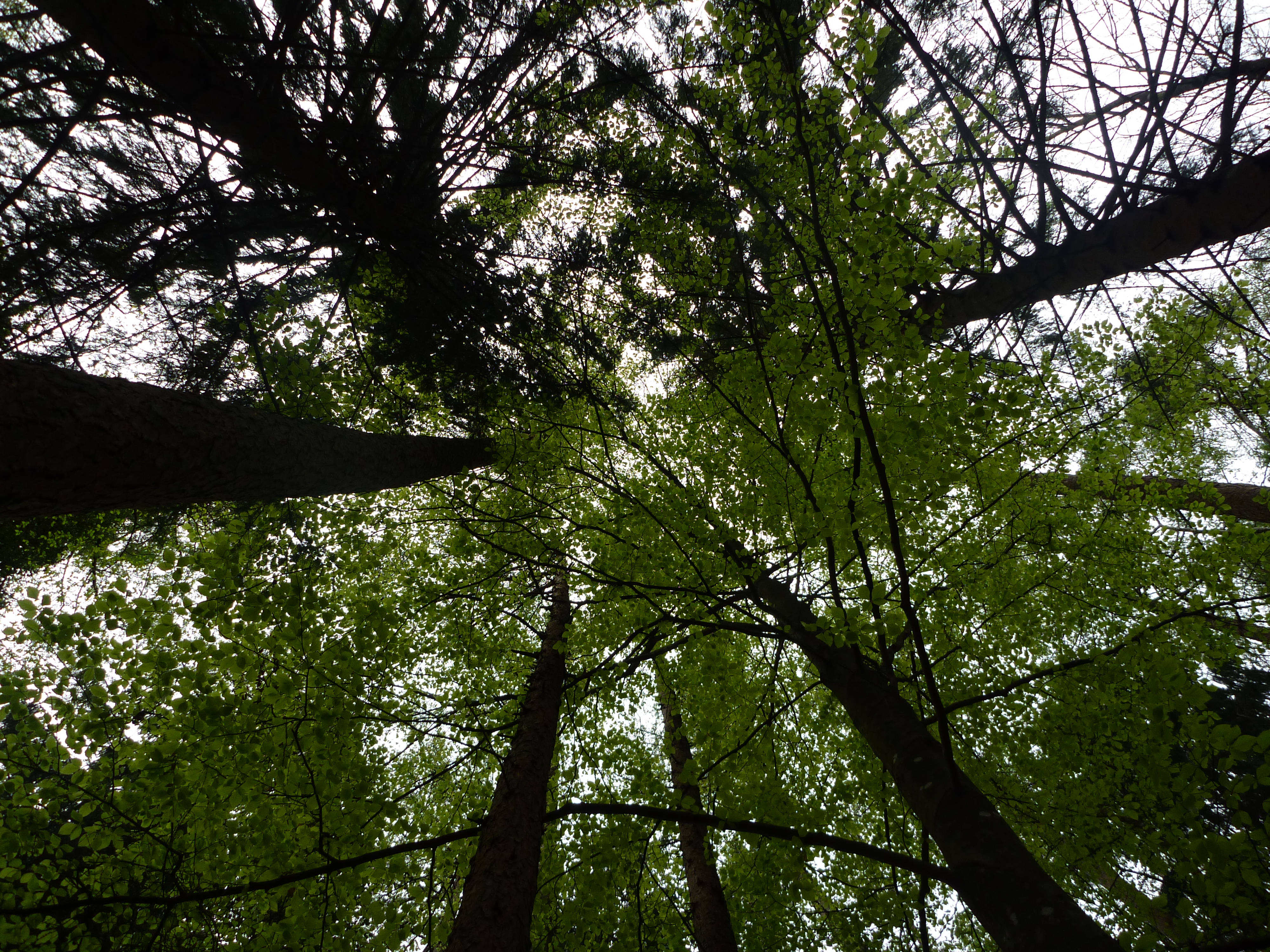 Descarga gratuita de fondo de pantalla para móvil de Cielo, Planta, Árbol, Tierra/naturaleza.