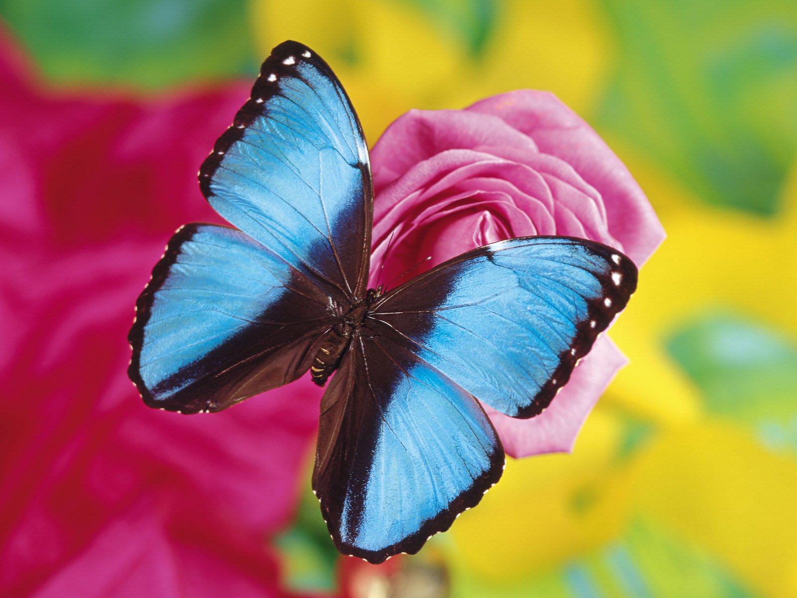 Handy-Wallpaper Tiere, Schmetterlinge, Rose, Nahansicht, Pinke Blume kostenlos herunterladen.