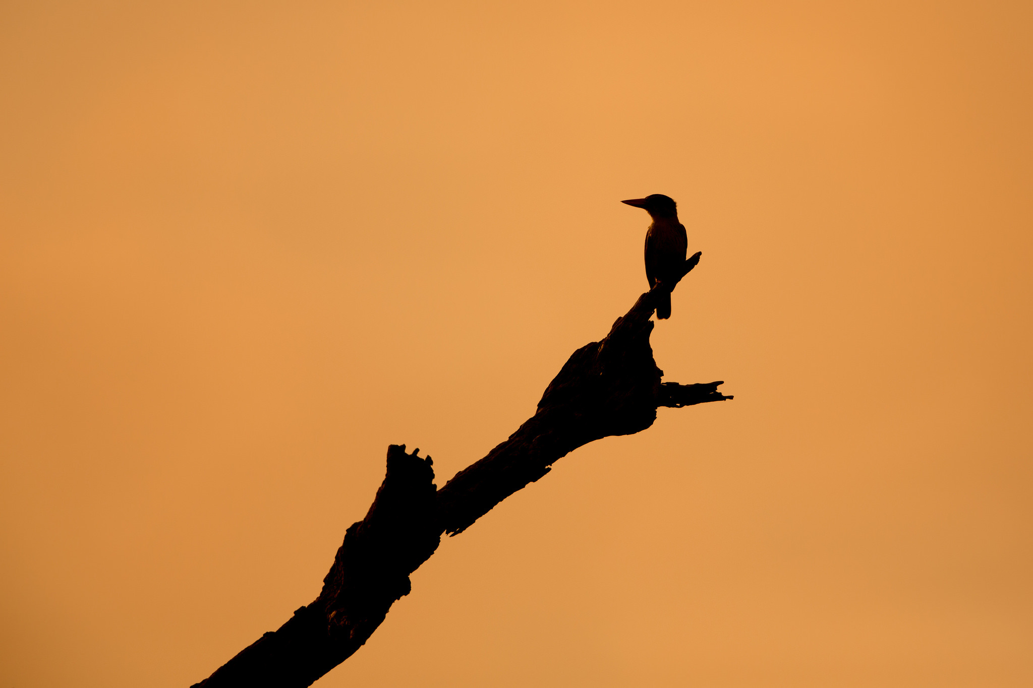 Free download wallpaper Birds, Sunset, Silhouette, Bird, Animal on your PC desktop