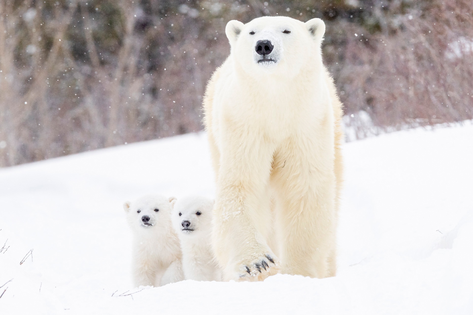 Baixe gratuitamente a imagem Animais, Inverno, Neve, Urso Polar, Ursos, Animal Bebê, Filhote na área de trabalho do seu PC