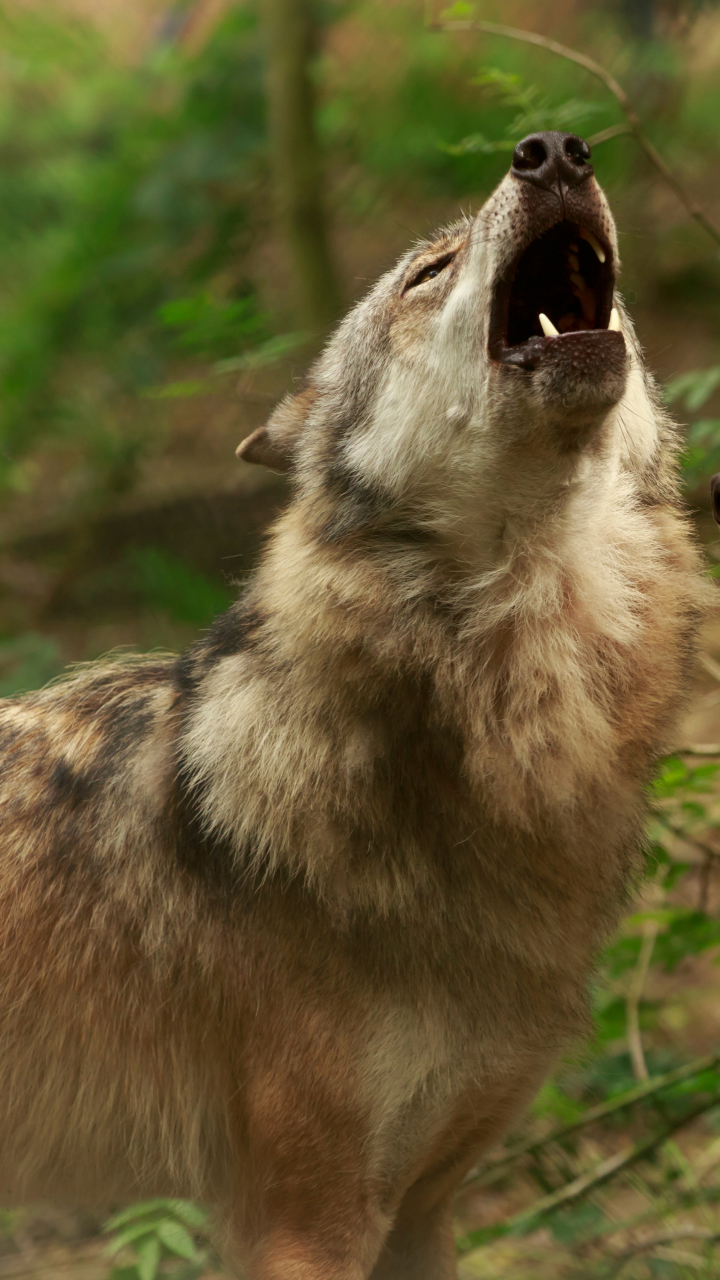 Download mobile wallpaper Blur, Close Up, Wolf, Animal, Howling, Wolves for free.