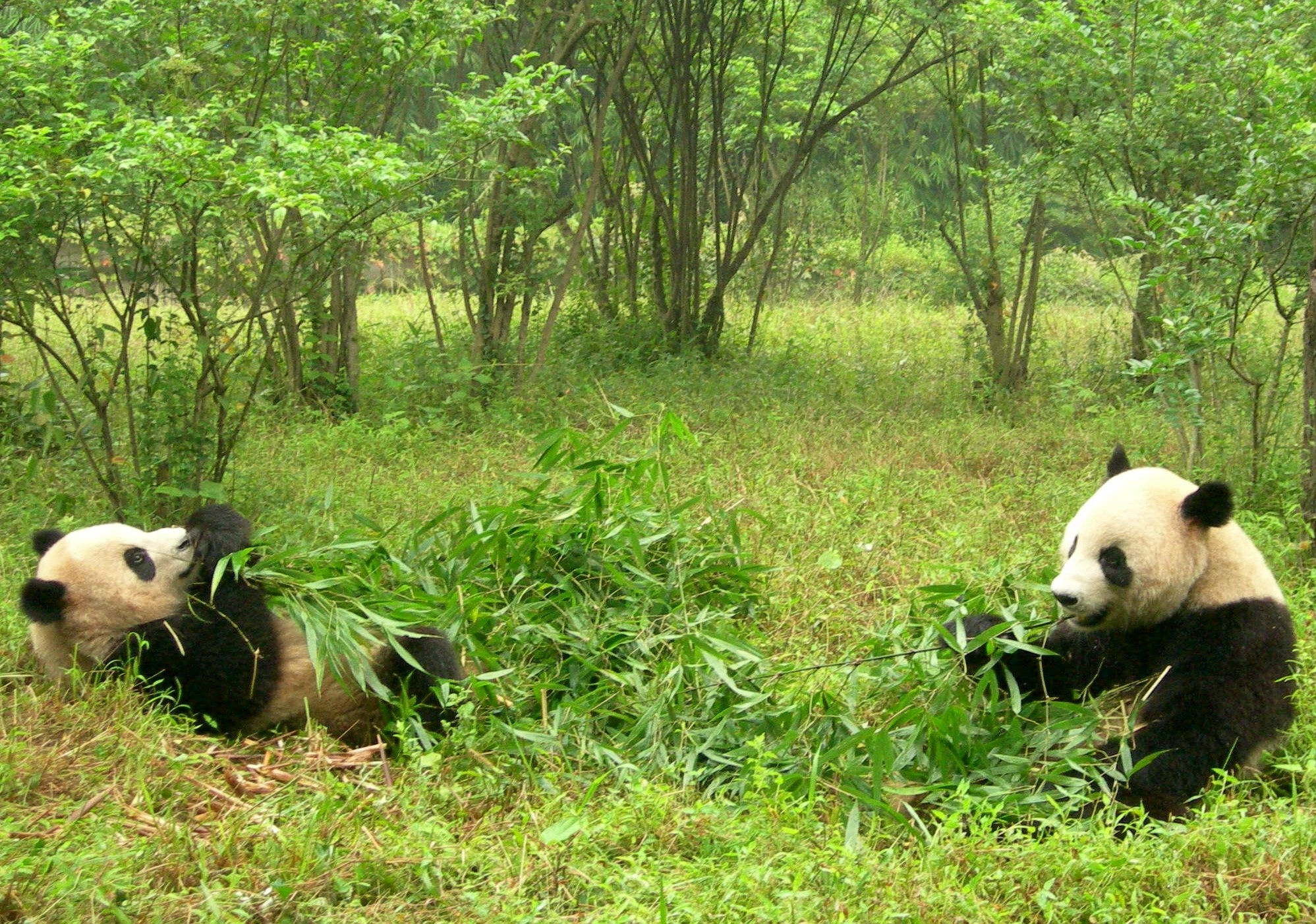 155323 Bild herunterladen tiere, lebensmittel, grass, pandas, paar - Hintergrundbilder und Bildschirmschoner kostenlos