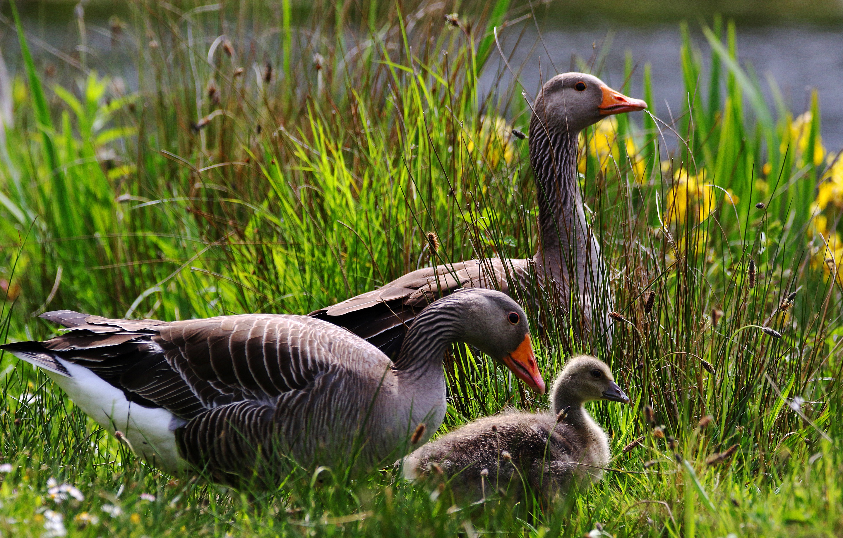 Free download wallpaper Birds, Bird, Animal, Goose, Baby Animal on your PC desktop