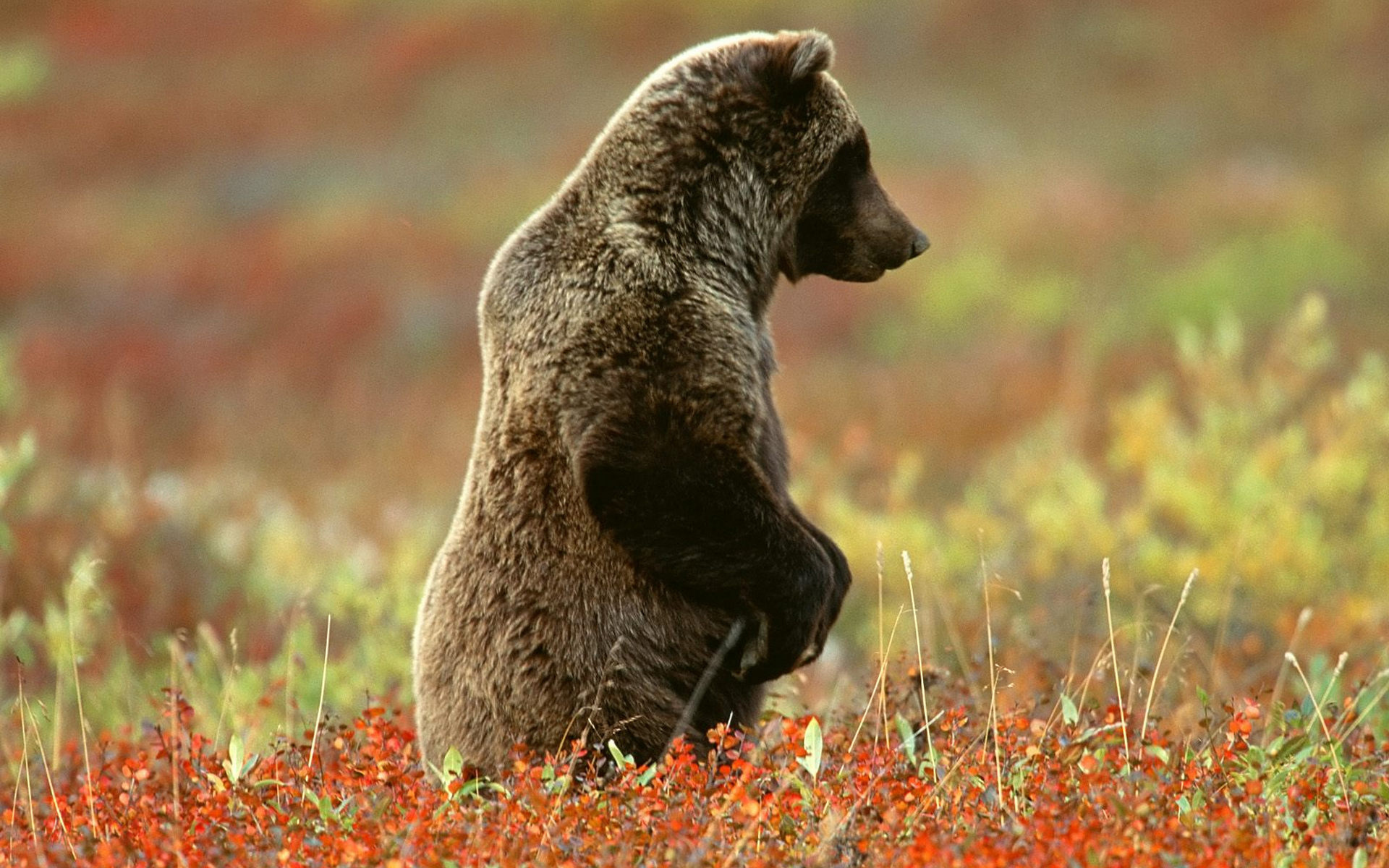 animal, grizzly bear, alaska, denali national park, bears