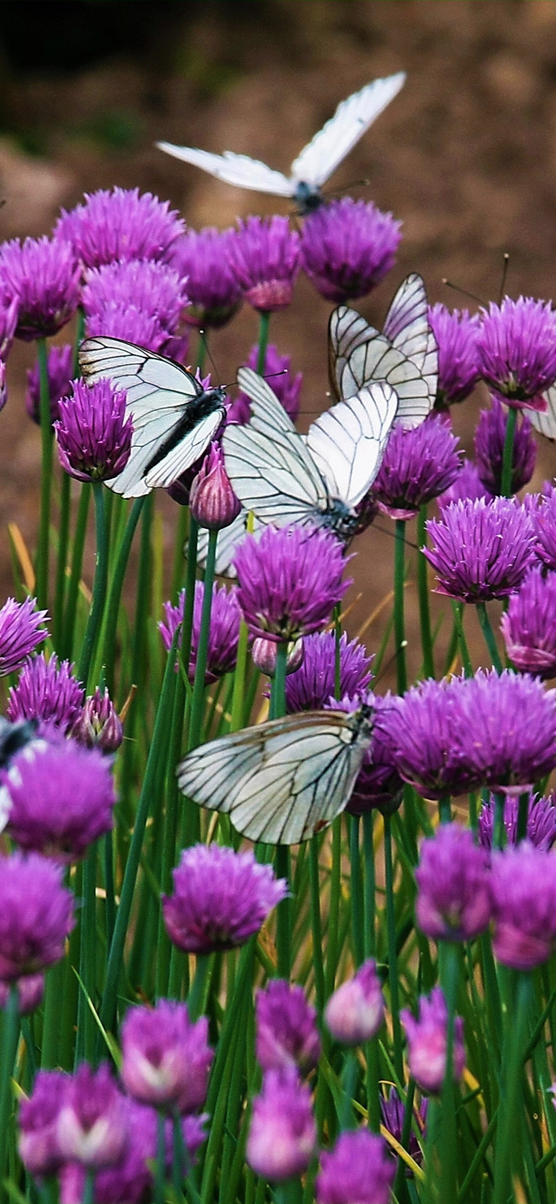 無料モバイル壁紙動物, 蝶, 花, 紫色の花をダウンロードします。
