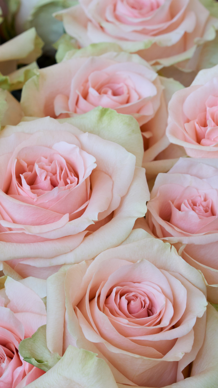 Download mobile wallpaper Flowers, Flower, Rose, Close Up, Earth, Pink Flower for free.