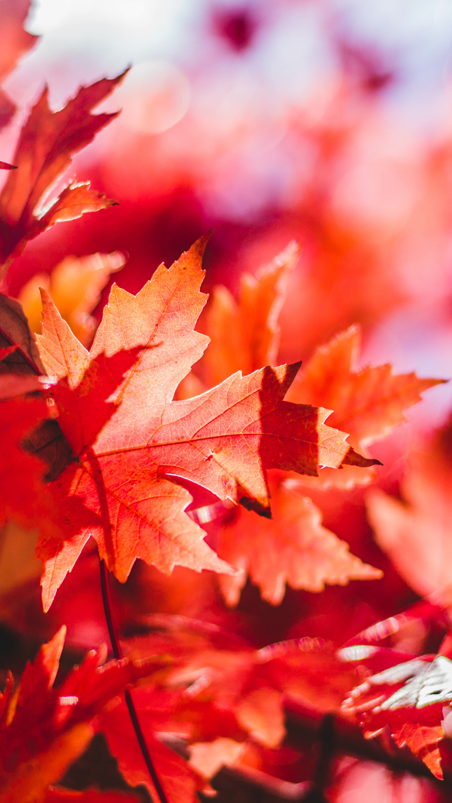 Скачать картинку Осень, Лист, Падать, Кленовый Лист, Земля/природа в телефон бесплатно.