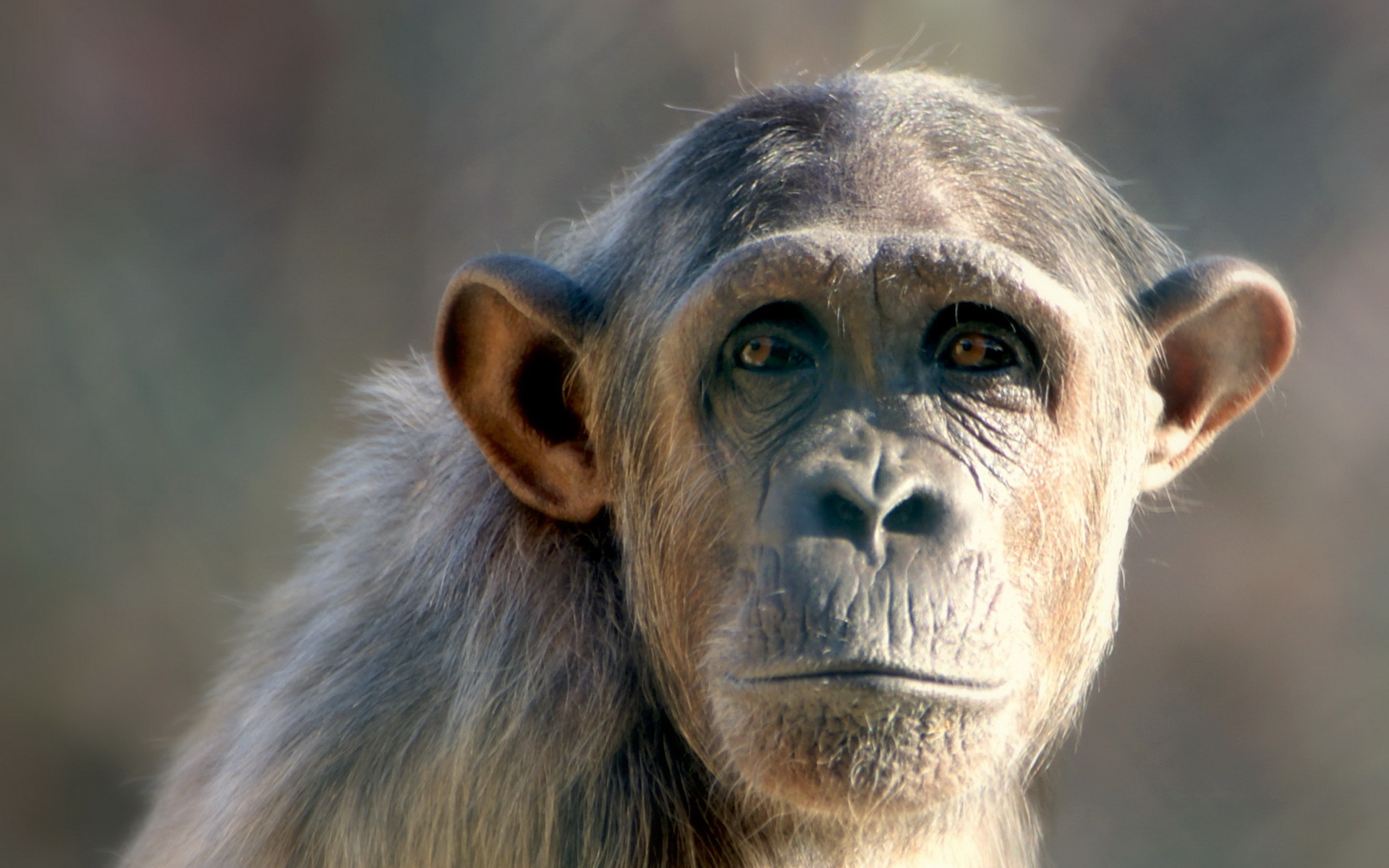 288375 baixar imagens animais, chimpanzé, macaco, macacos - papéis de parede e protetores de tela gratuitamente