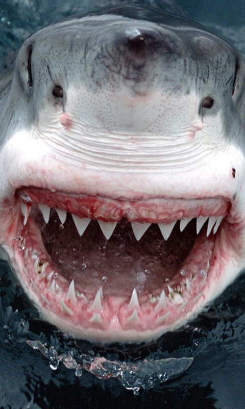 Descarga gratuita de fondo de pantalla para móvil de Animales, Tiburones, Gran Tiburón Blanco.