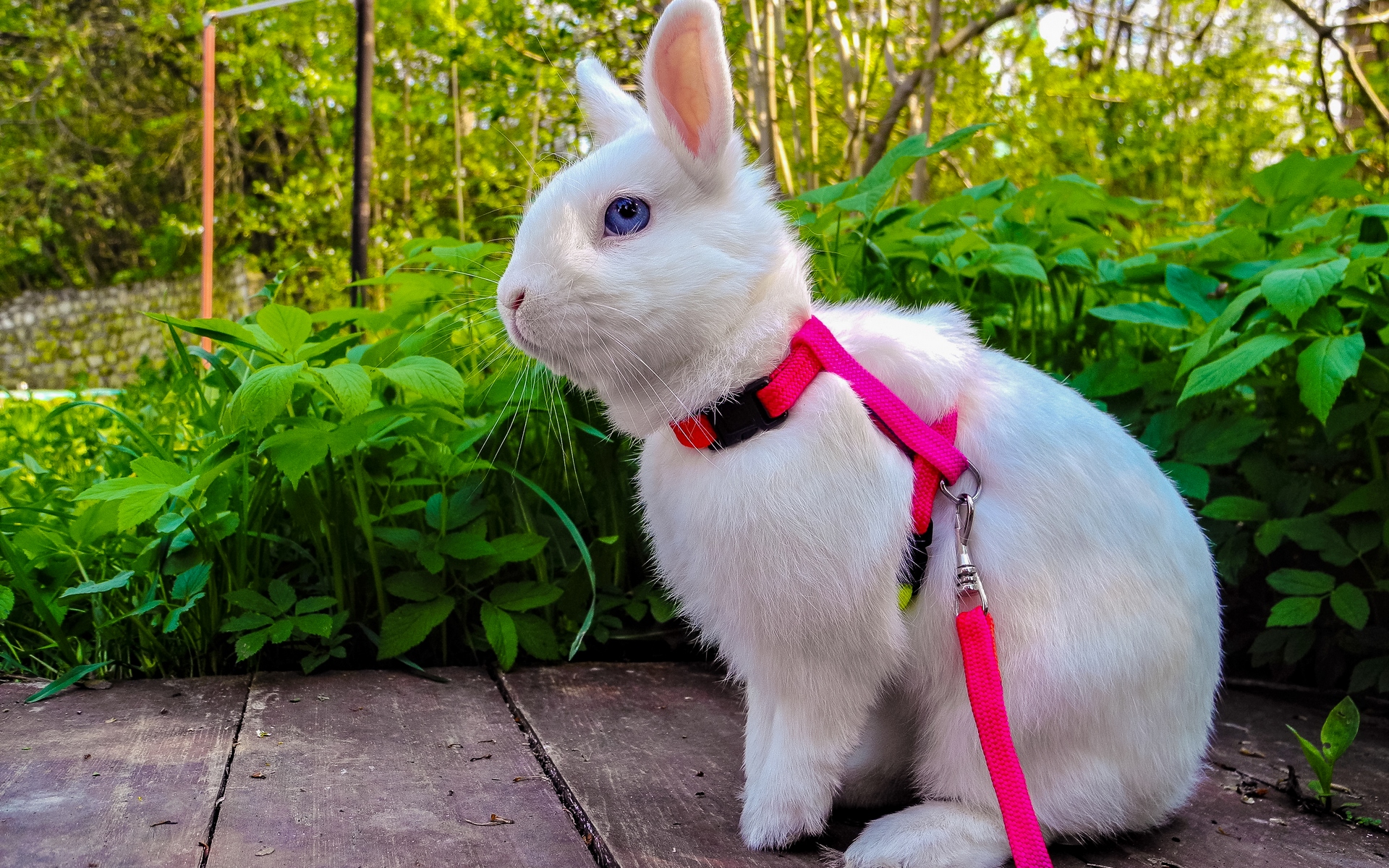 無料モバイル壁紙動物, うさぎをダウンロードします。