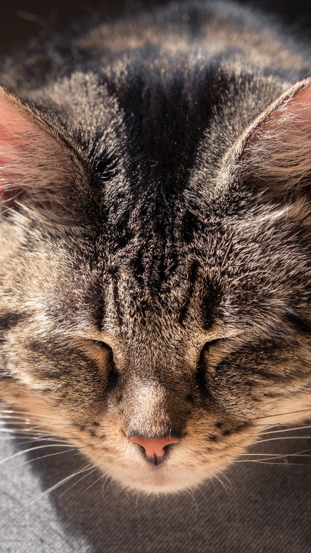 Download mobile wallpaper Cats, Cat, Animal, Sleeping for free.