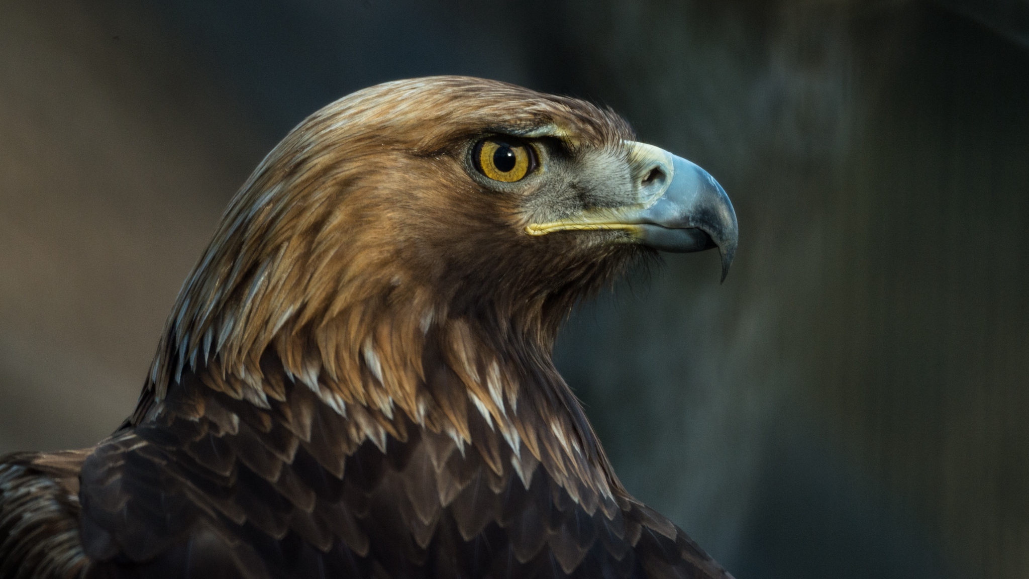 Free download wallpaper Birds, Bird, Animal, Eagle on your PC desktop