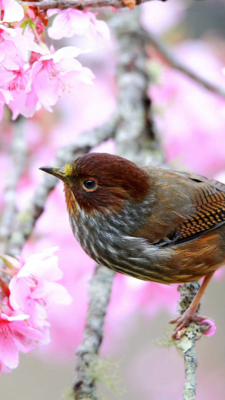 Download mobile wallpaper Birds, Bird, Close Up, Animal, Blossom, Pink Flower for free.