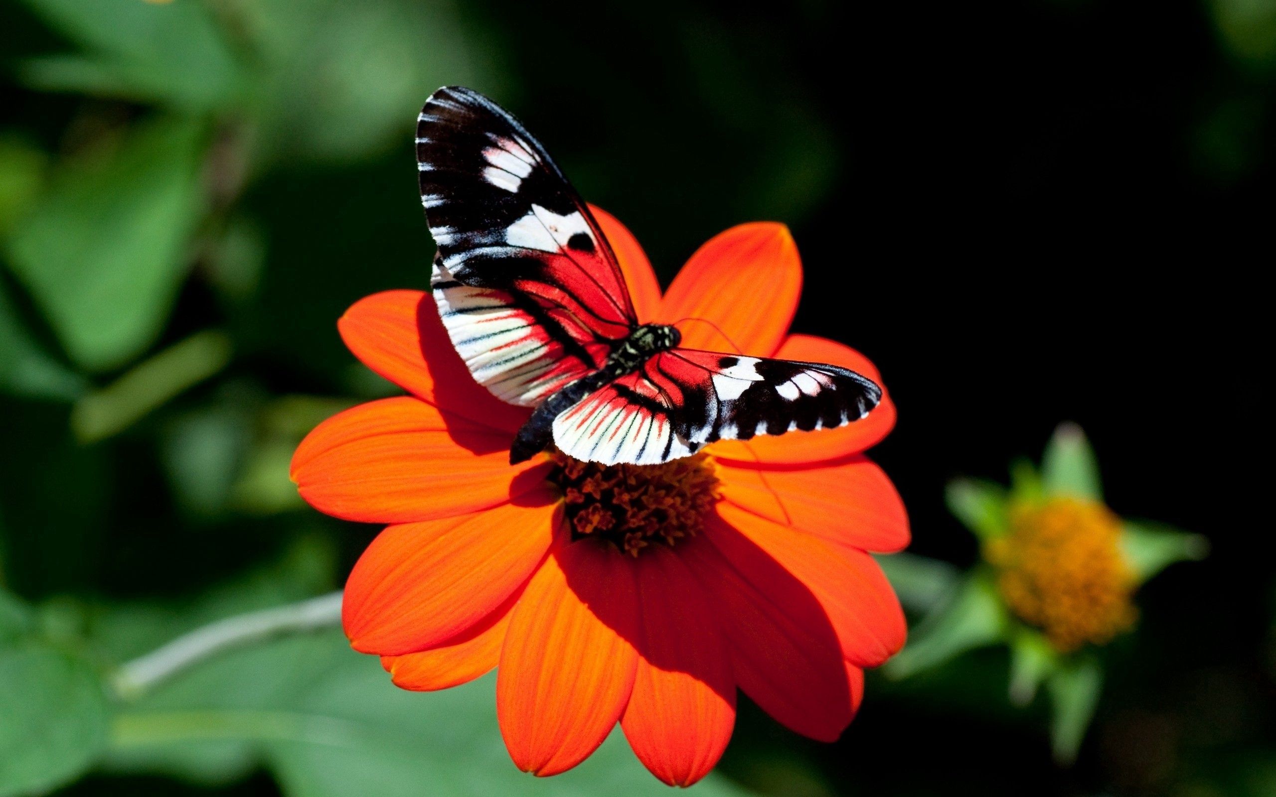 Download mobile wallpaper Flight, Wings, Flower, Butterfly, Macro for free.