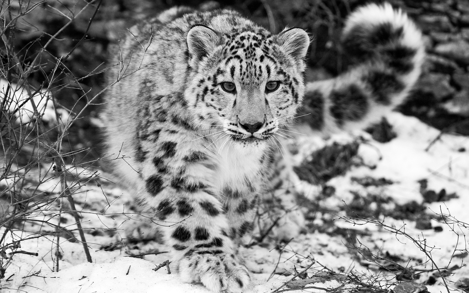 Скачати мобільні шпалери Тварина, Сніговий Леопард, Чорний Білий безкоштовно.