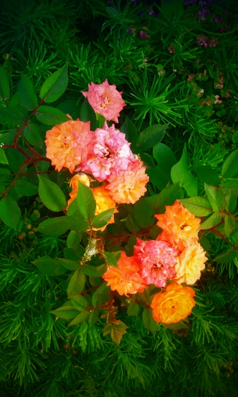 Baixar papel de parede para celular de Flores, Flor, Terra/natureza, Arbusto De Rosas gratuito.