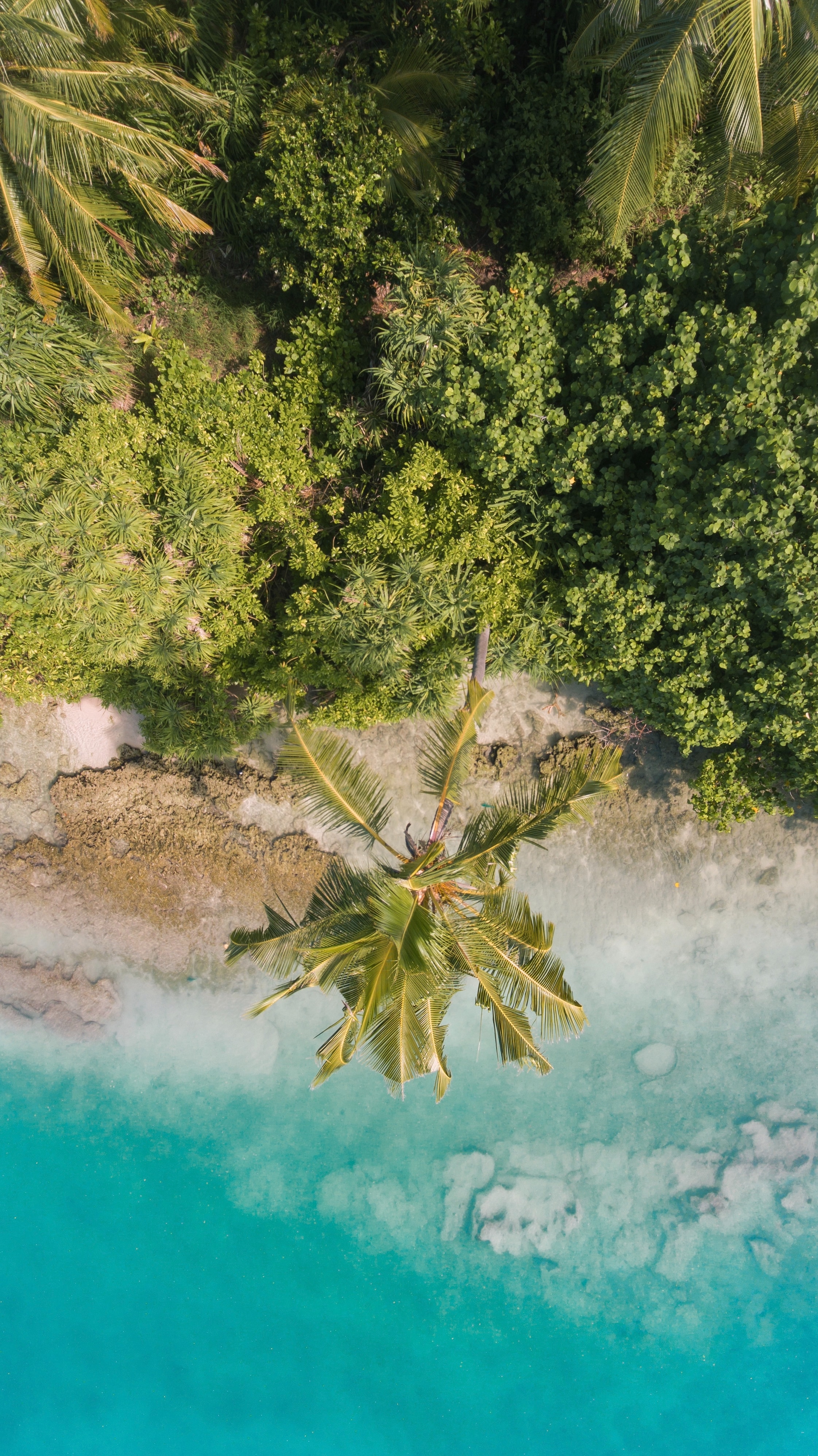 Download mobile wallpaper Vegetation, View From Above, Nature, Palms, Tropics, Beach for free.