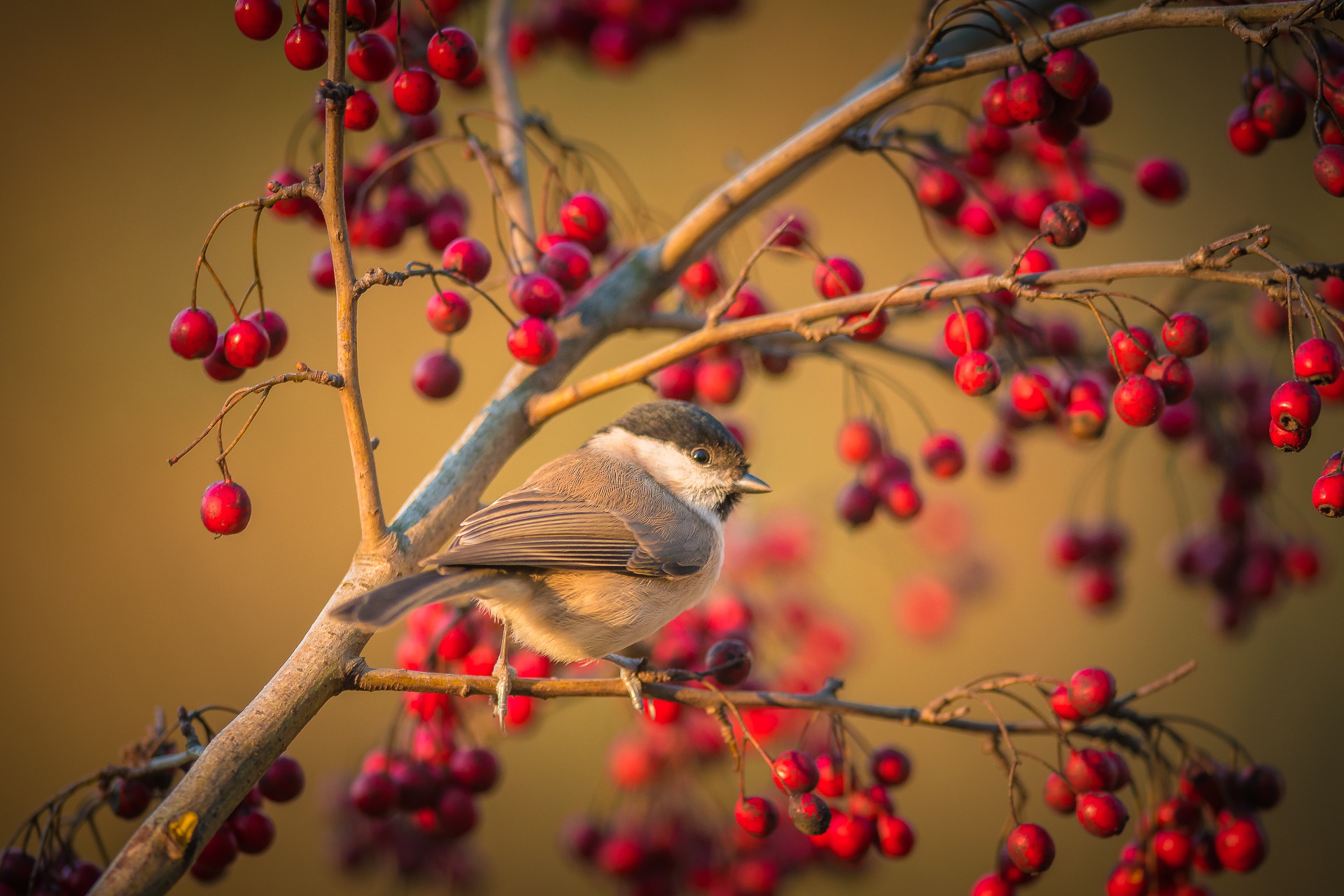 Download mobile wallpaper Birds, Bird, Berry, Animal for free.