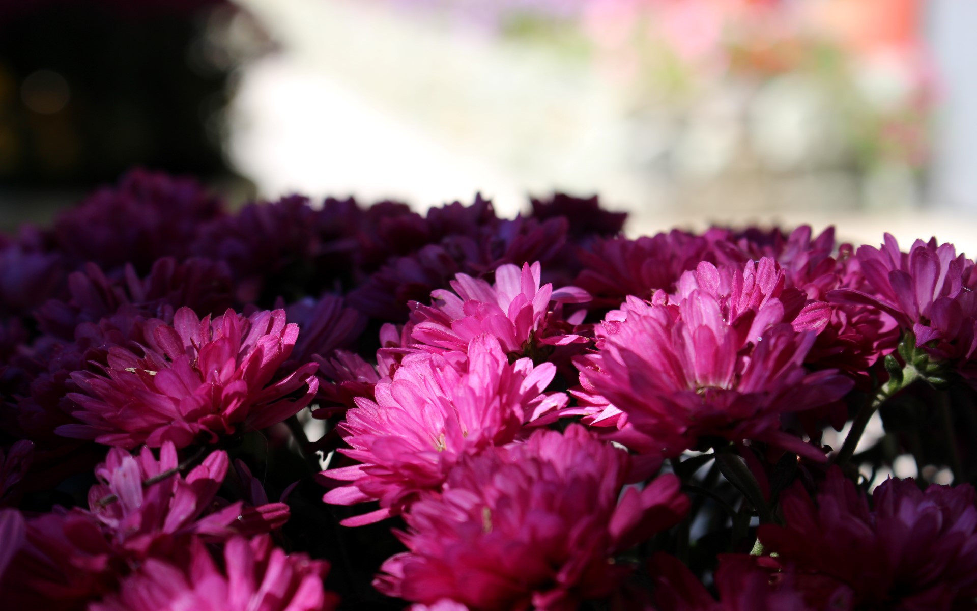 Descarga gratis la imagen Flores, Flor, Tierra/naturaleza en el escritorio de tu PC