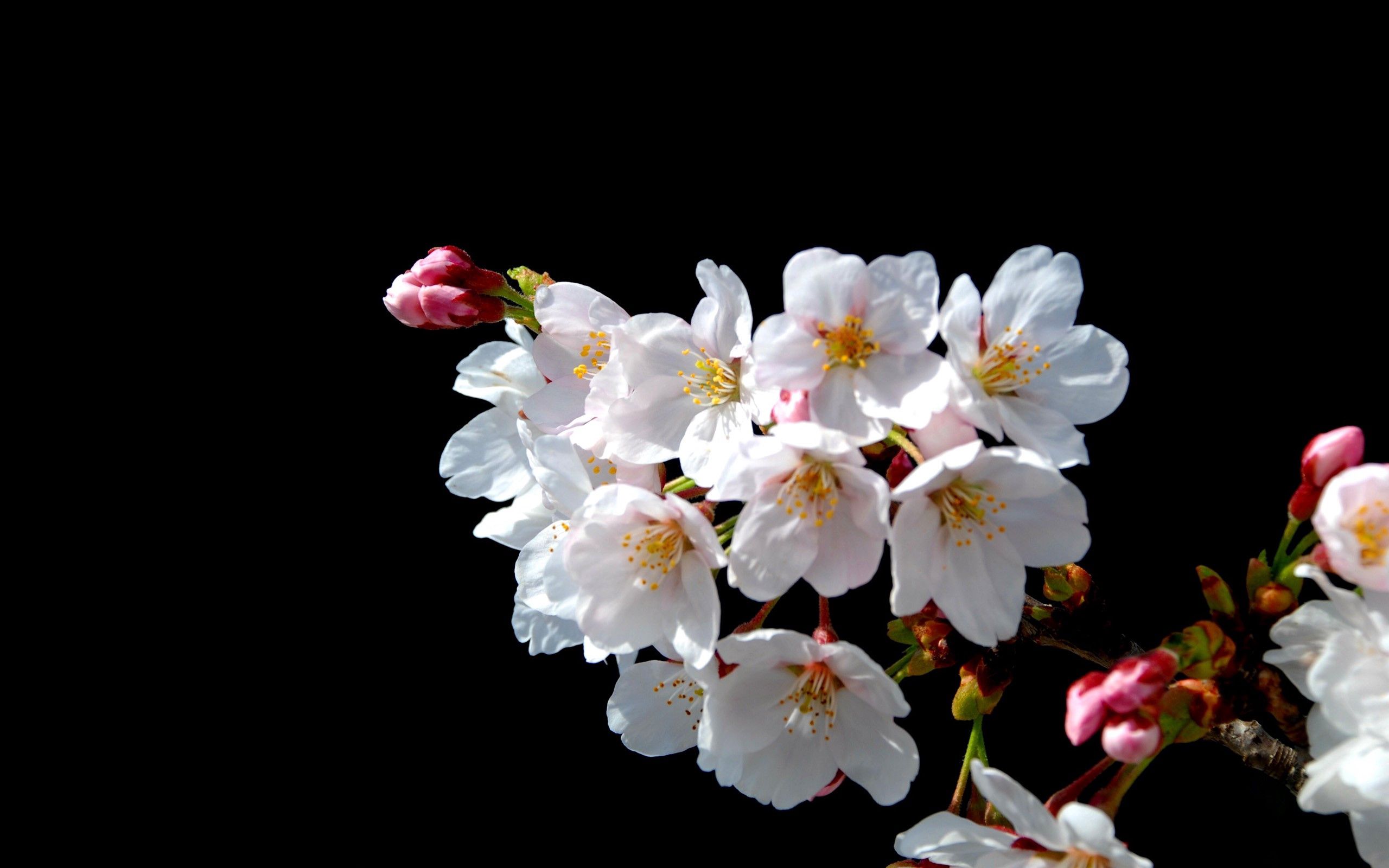 Download mobile wallpaper Spring, Branch, Bloom, Flowering, Macro, Flowers for free.