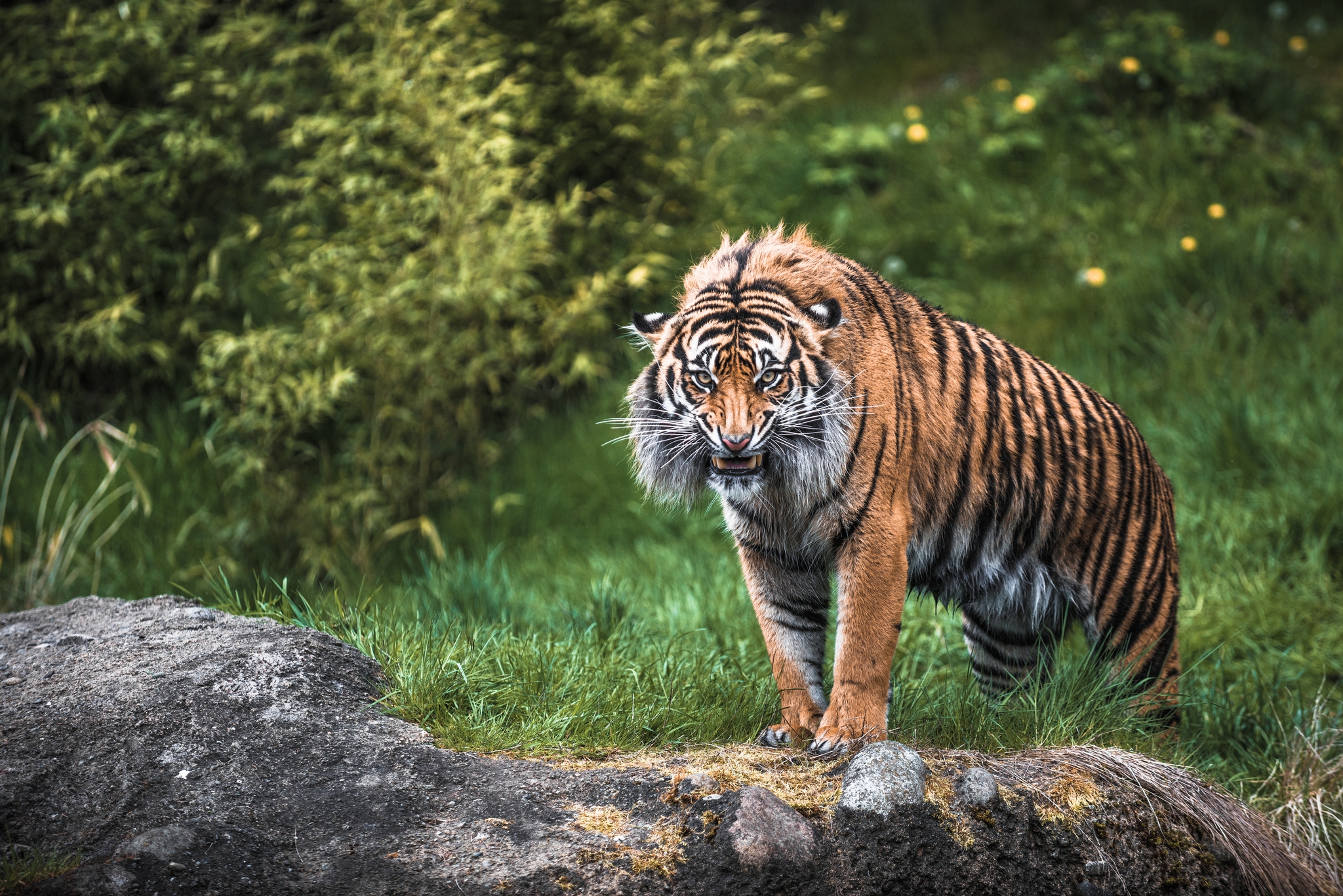 Download mobile wallpaper Aggression, Grin, Animals, Muzzle, Grass, Tiger for free.