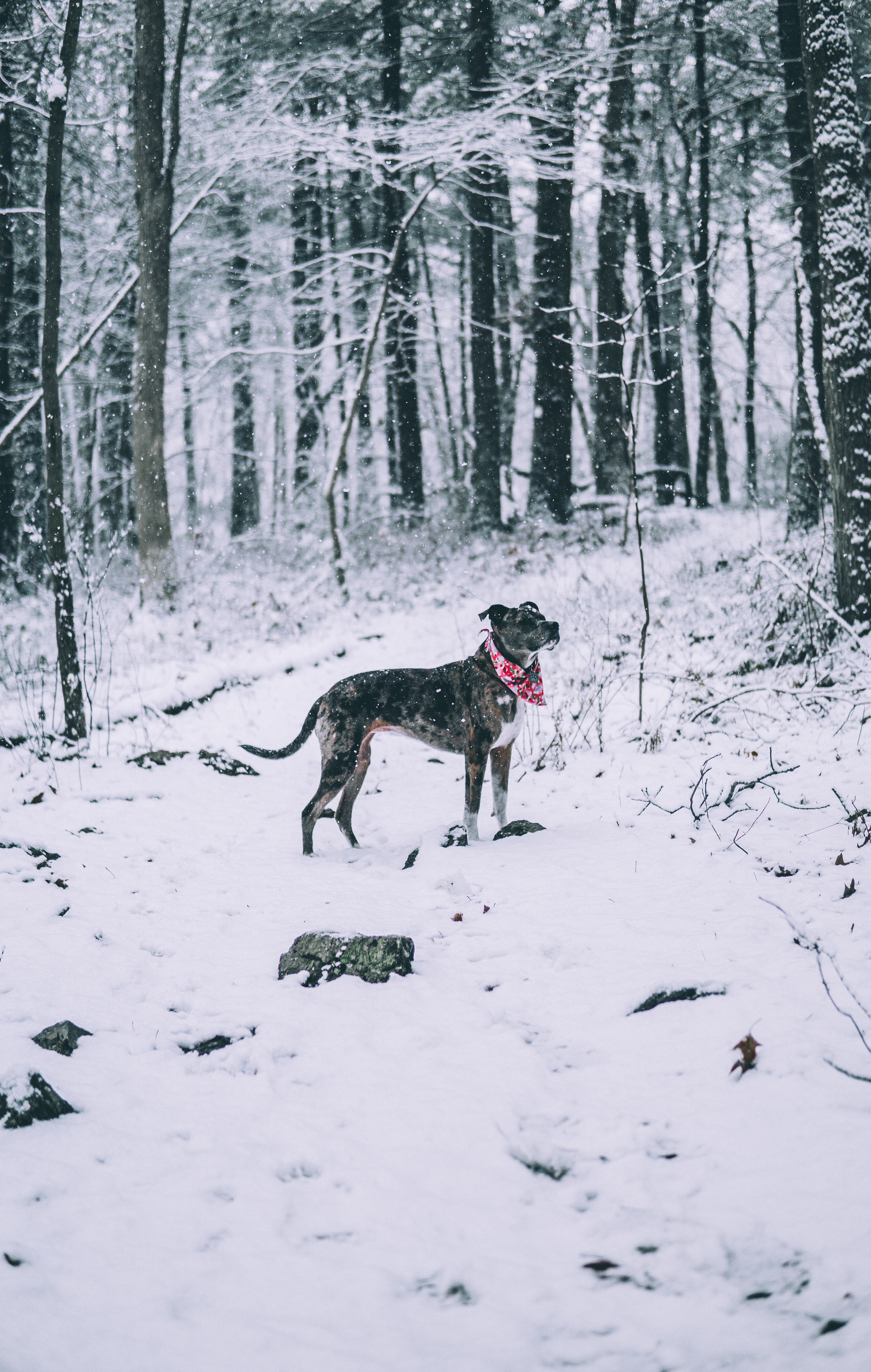 Скачать картинку Собака, Животные, Лес, Прогулка, Зима, Снегопад в телефон бесплатно.