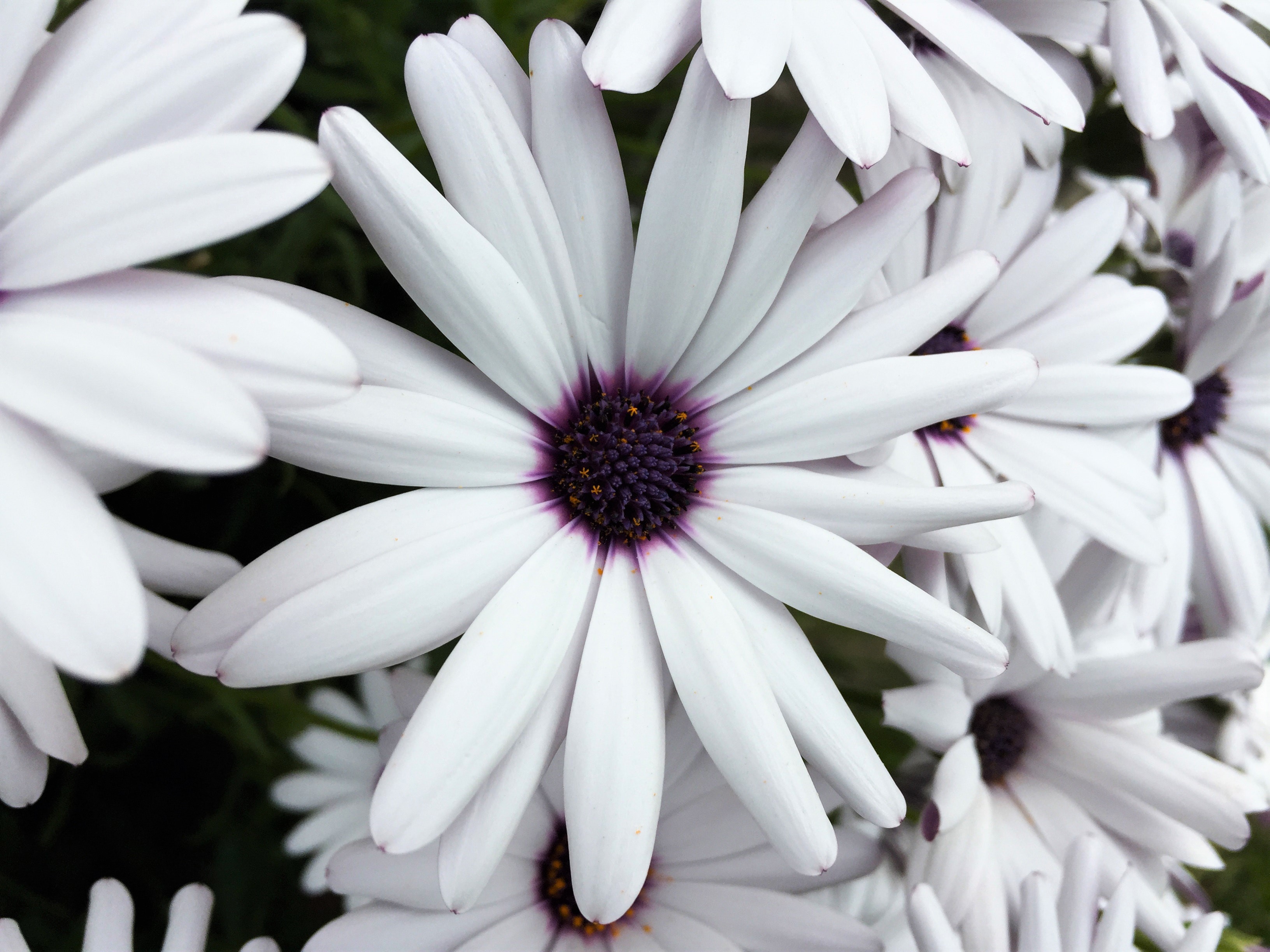Baixe gratuitamente a imagem Flores, Flor, Margarida, Flor Branca, Terra/natureza na área de trabalho do seu PC