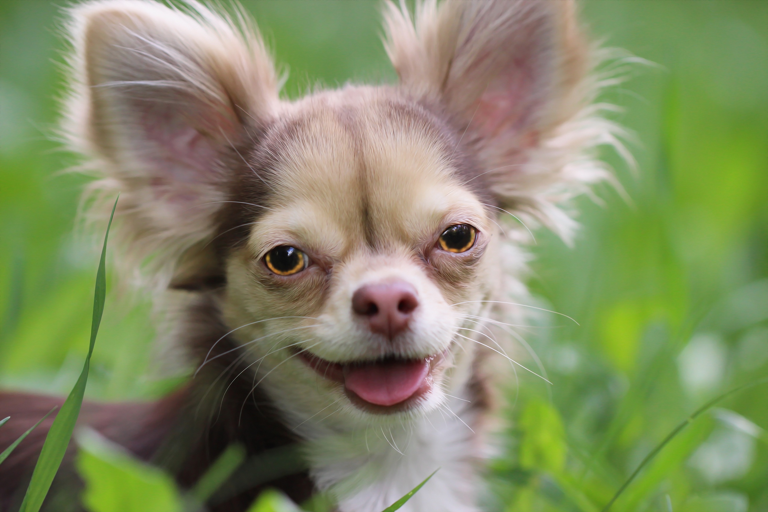 Descarga gratuita de fondo de pantalla para móvil de Animales, Perros, Chihuahua.
