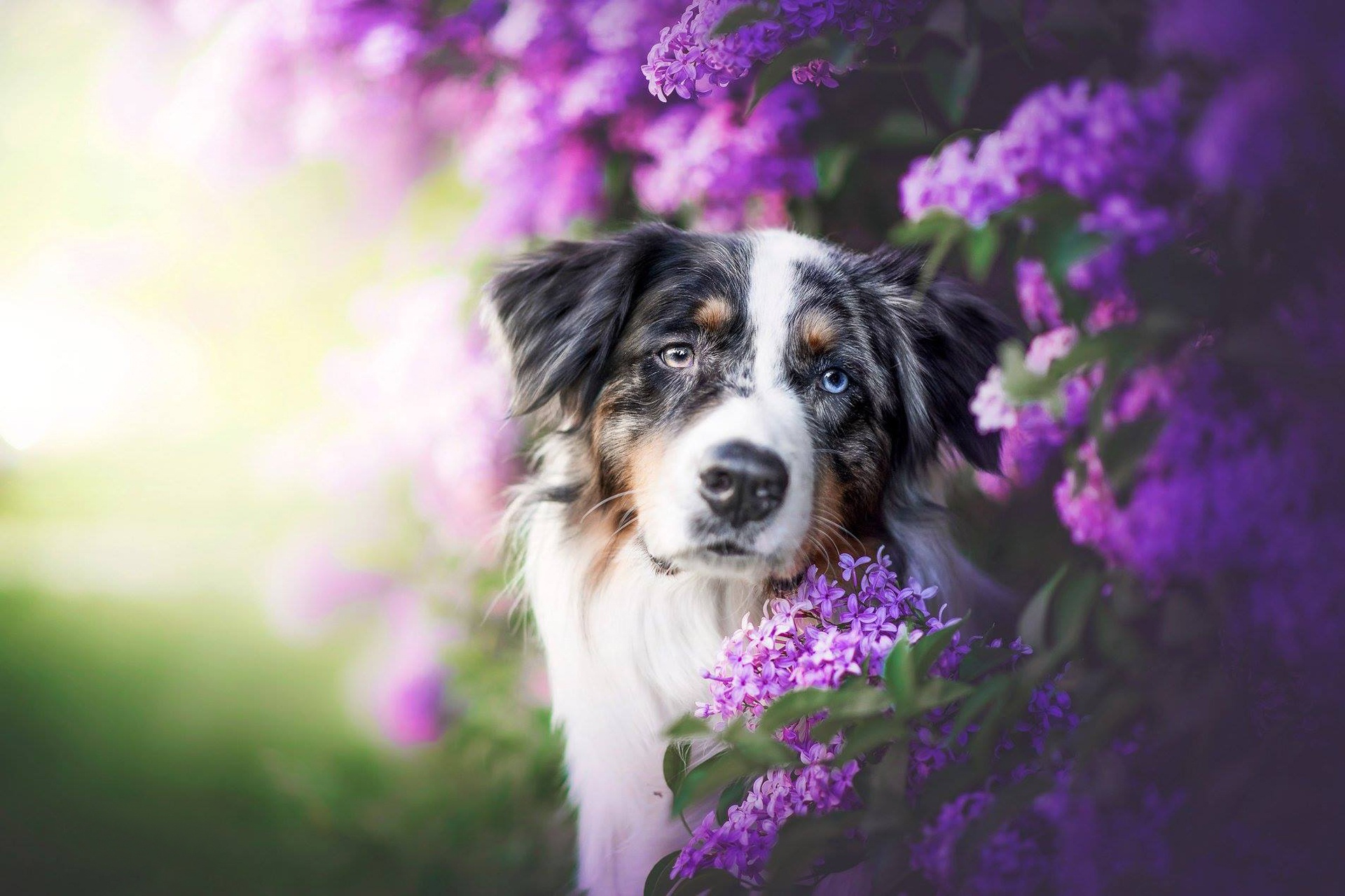 Download mobile wallpaper Dogs, Dog, Animal, Australian Shepherd, Heterochromia, Purple Flower, Depth Of Field for free.
