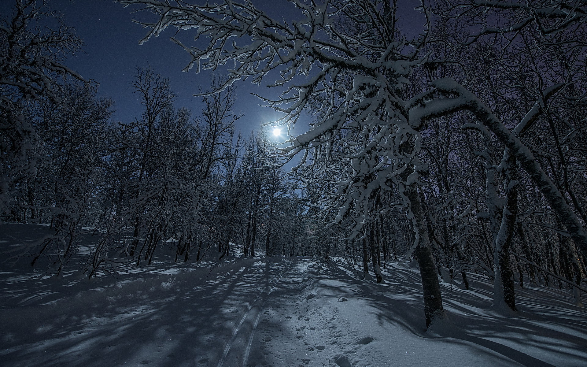 Baixe gratuitamente a imagem Inverno, Noite, Lua, Neve, Floresta, Árvore, Terra/natureza na área de trabalho do seu PC