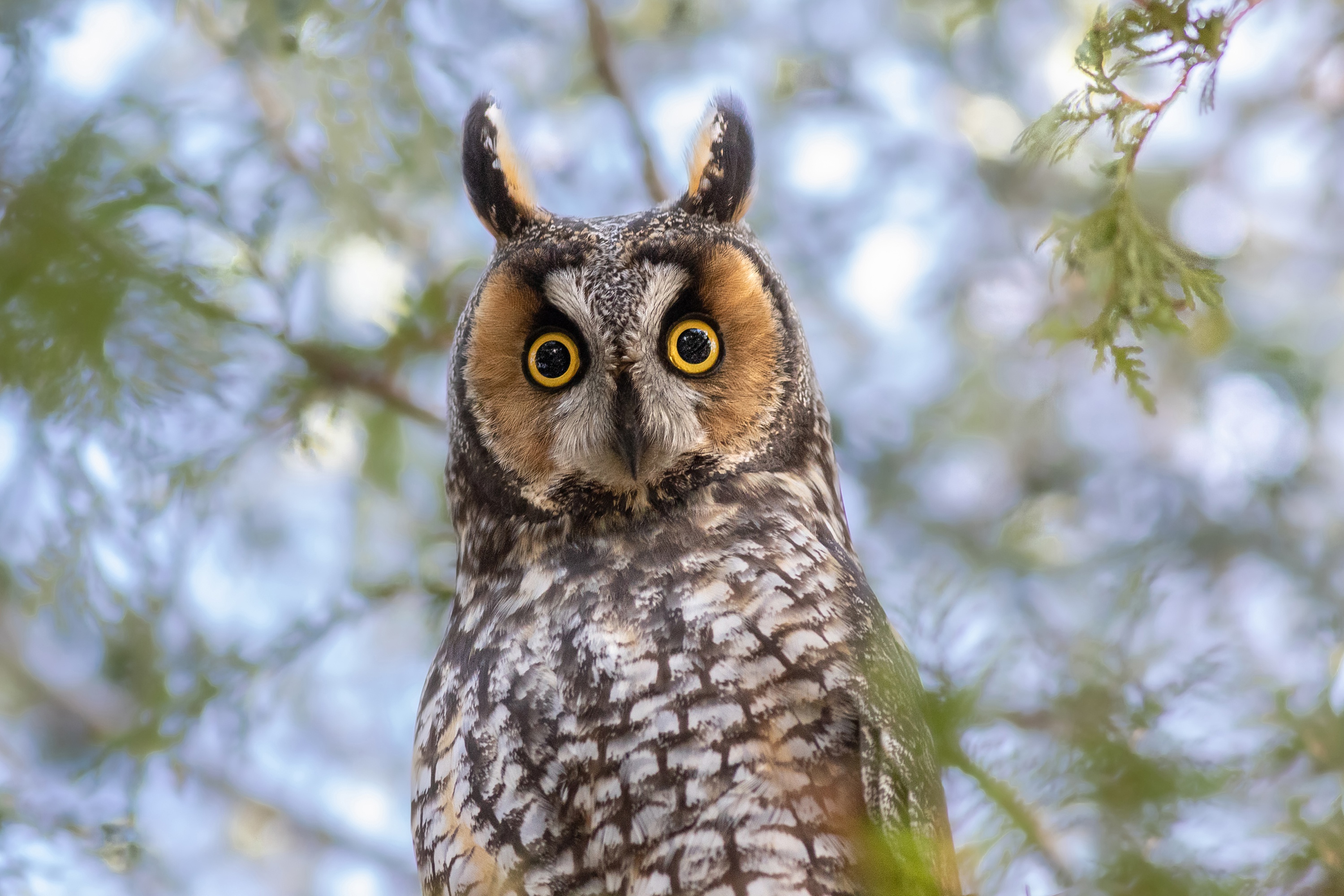 Free download wallpaper Birds, Owl, Bird, Animal, Long Eared Owl on your PC desktop