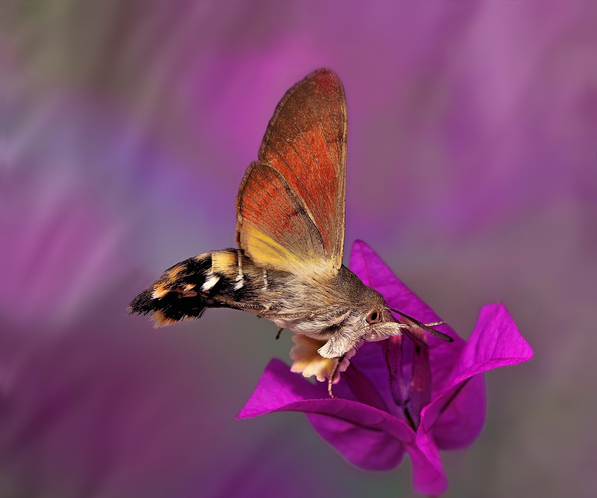 Download mobile wallpaper Flower, Butterfly, Animal, Eye, Moth for free.